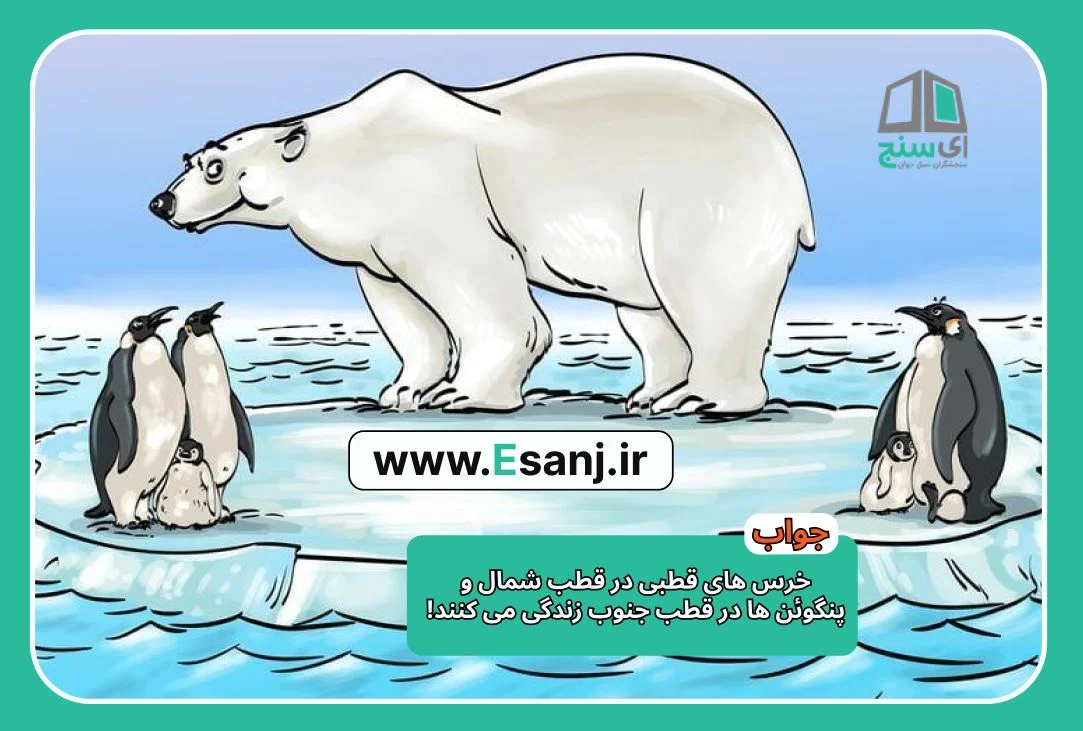 جواب معمای متوسط خرس قطبی