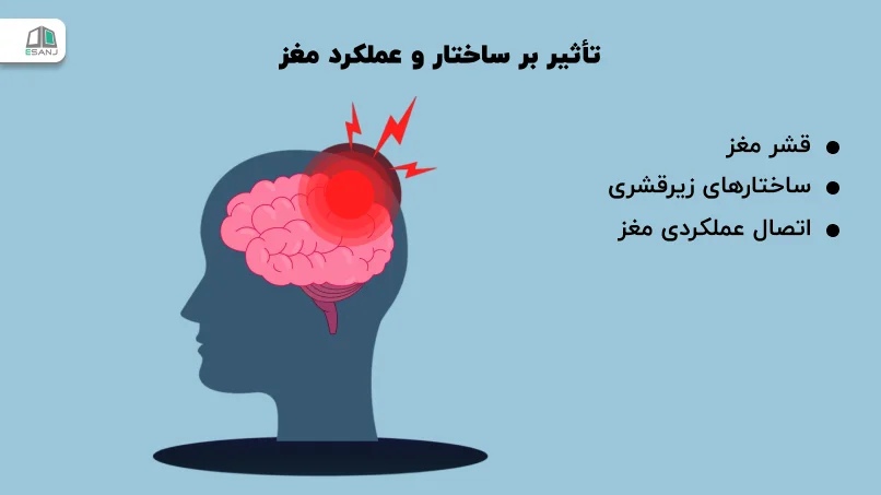 تأثیر بر ساختار و عملکرد مغز