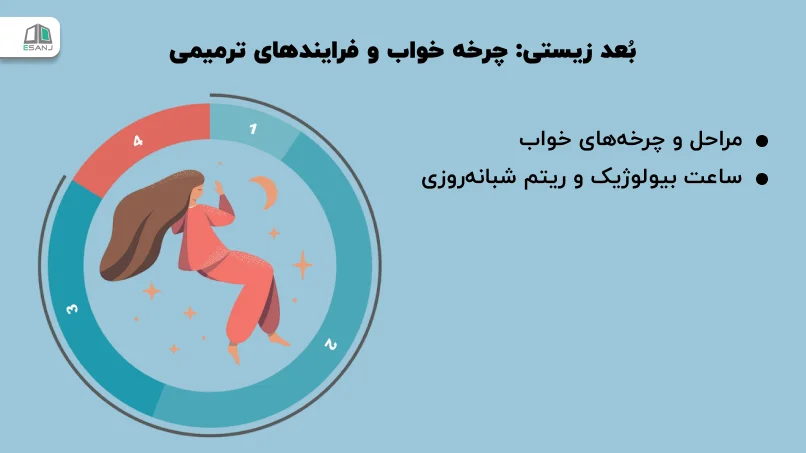 بُعد زیستی: چرخه خواب و فرایندهای ترمیمی