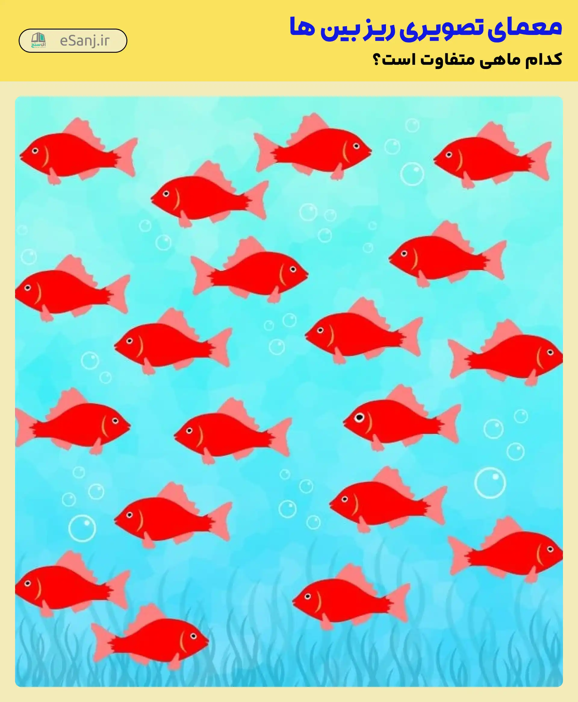 معما: ماهی متفاوت کدام است؟