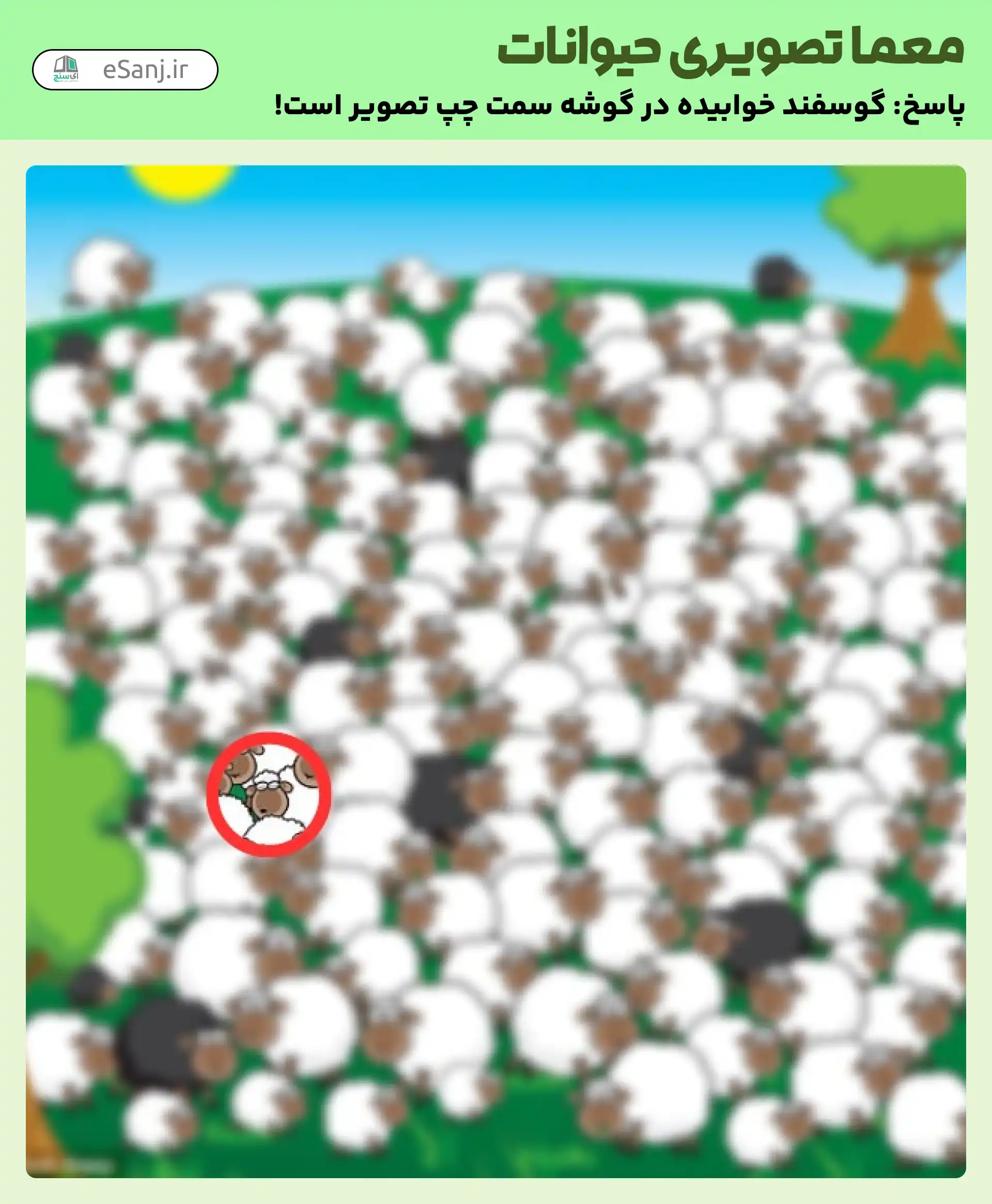 جواب معمای کدام گوسفند خوابیده است.