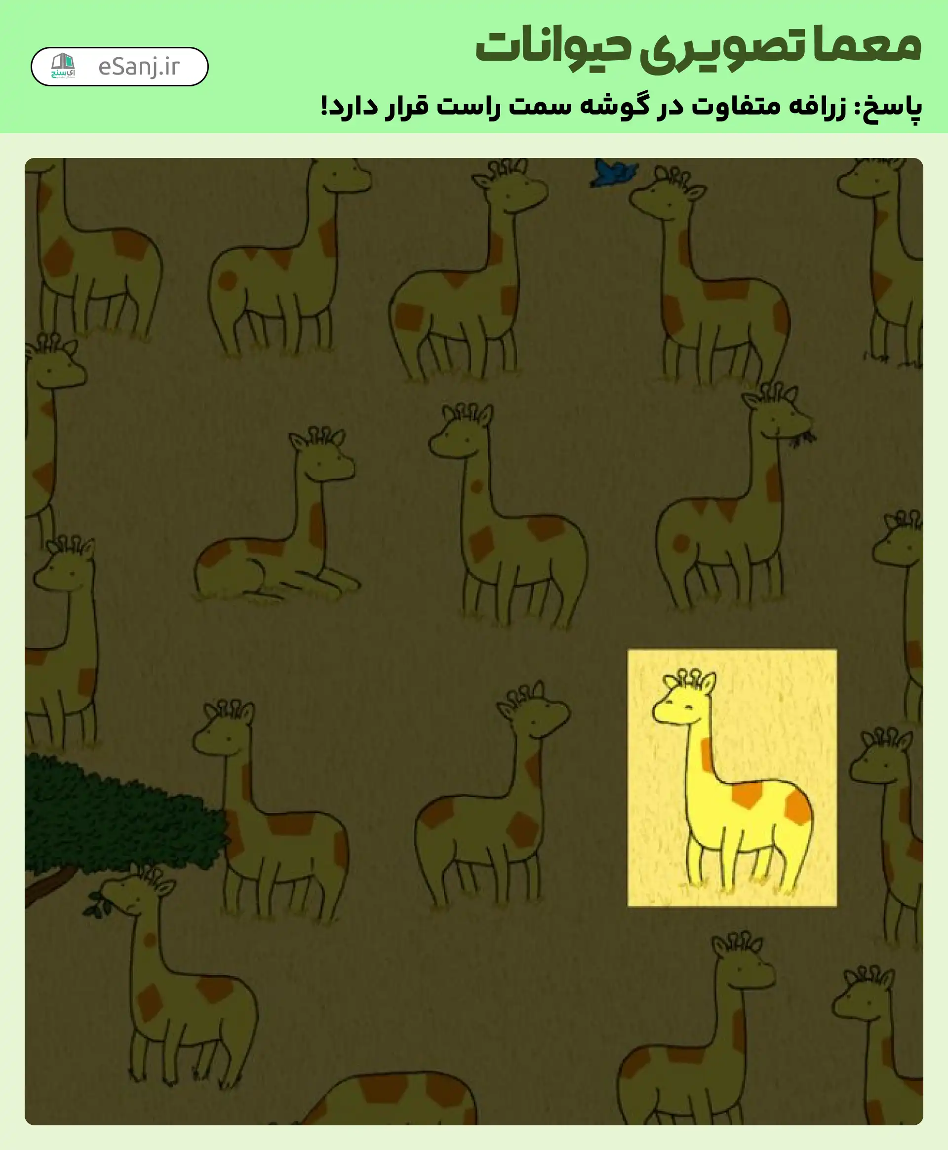 جواب معمای کدام زرافه متفاوت است؟