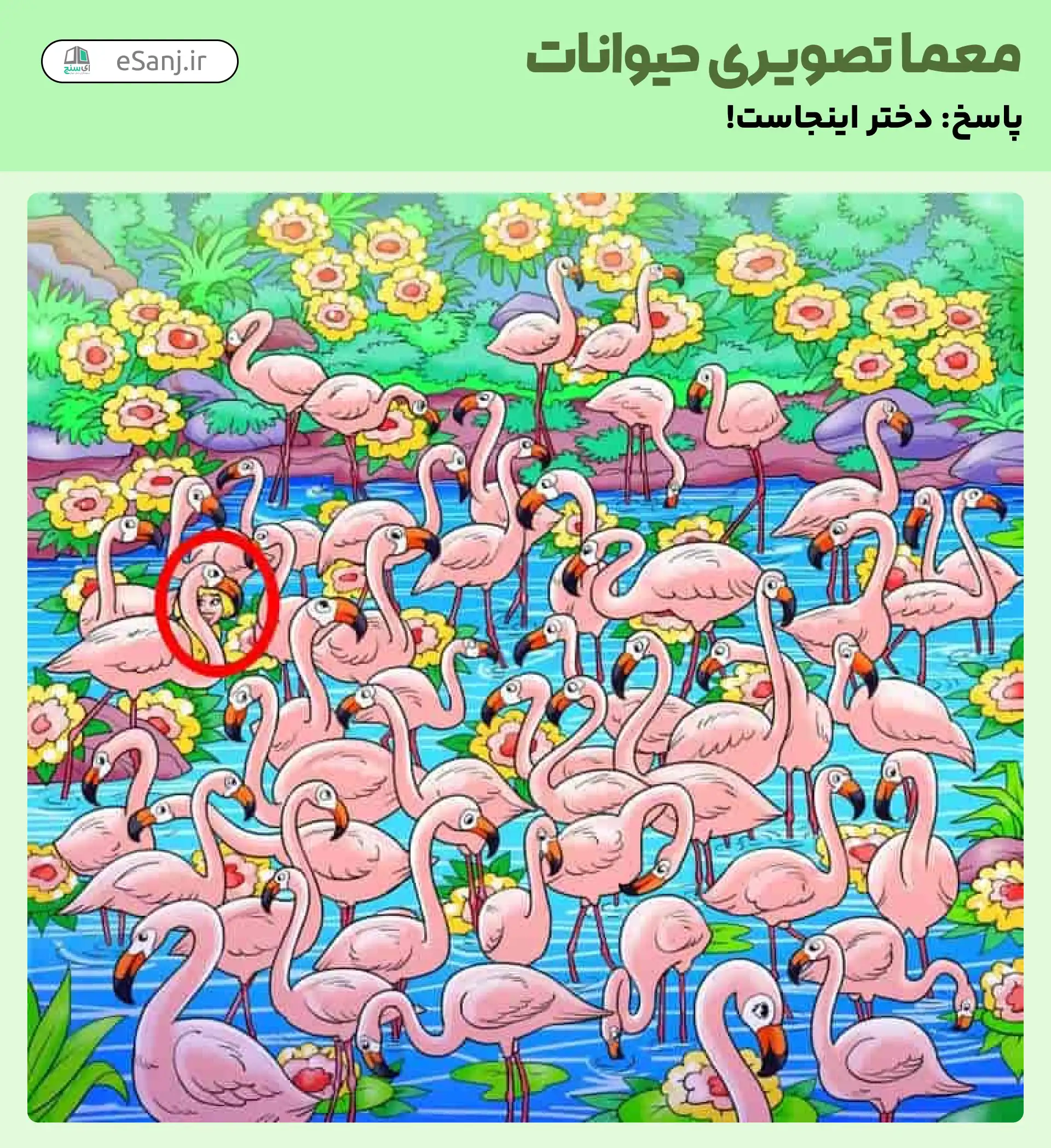 پاسخ معمای تصویری حیوانات: دختر را پشت فلامینگوها پیدا کنید.