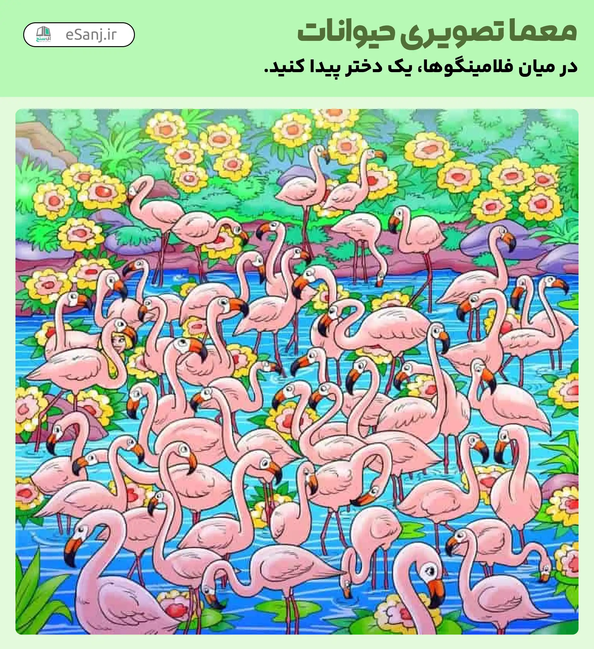 معمای تصویری حیوانات: دختر را پشت فلامینگوها پیدا کنید.