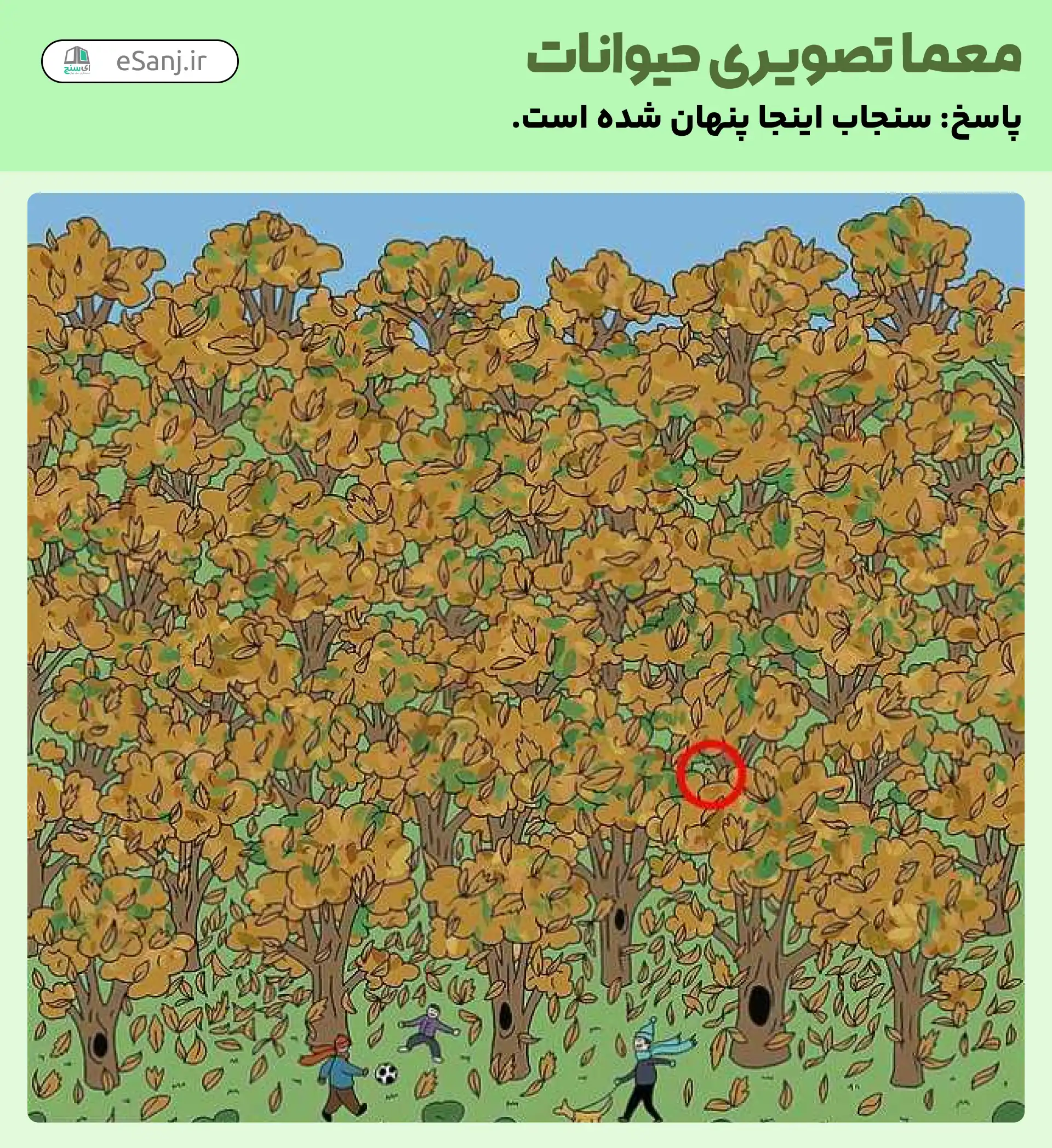 پاسخ معمای تصویری حیوانات: سنجاب کجاست؟