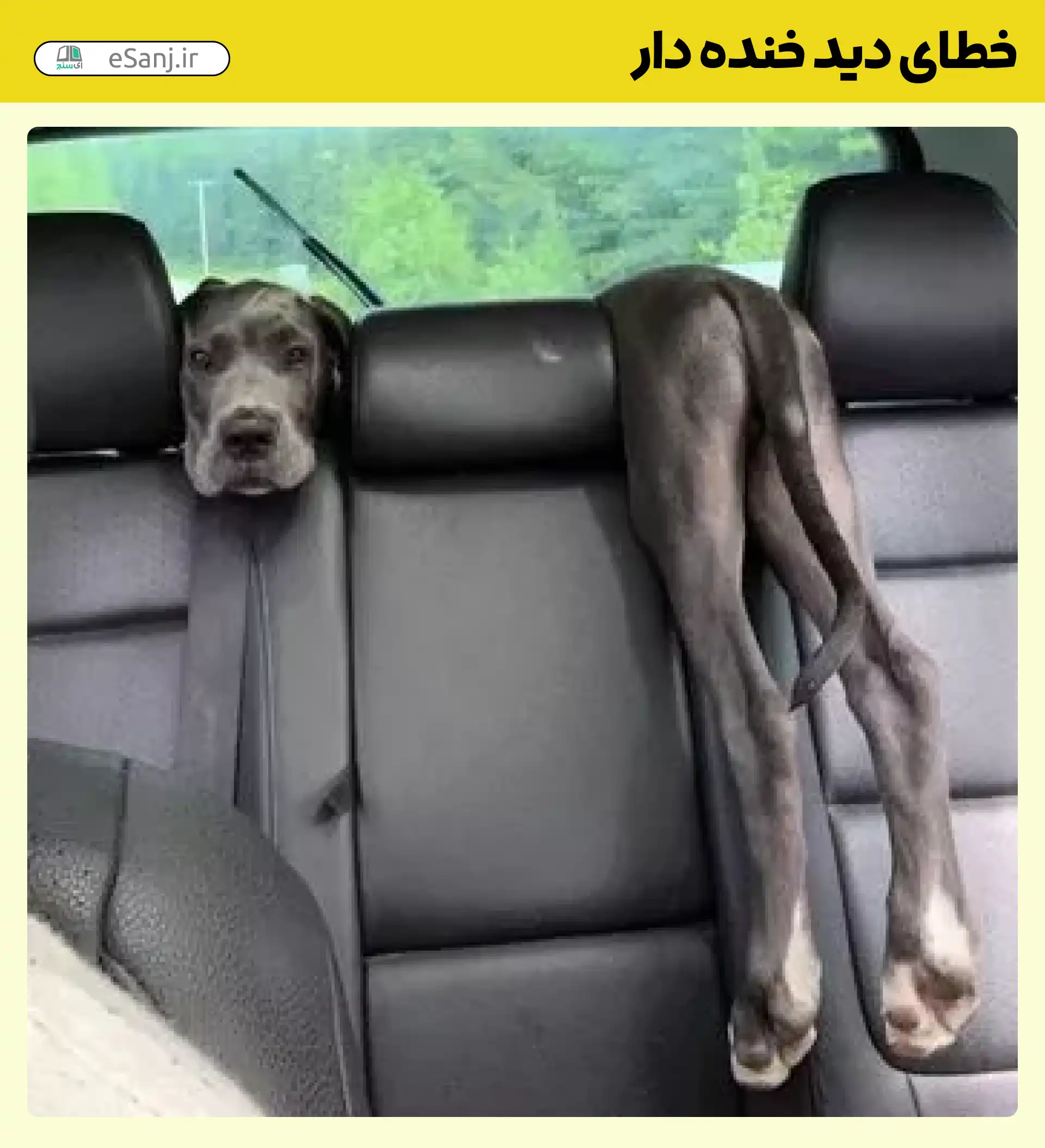 خطای دید خنده دار سگ سیاه و ماشین