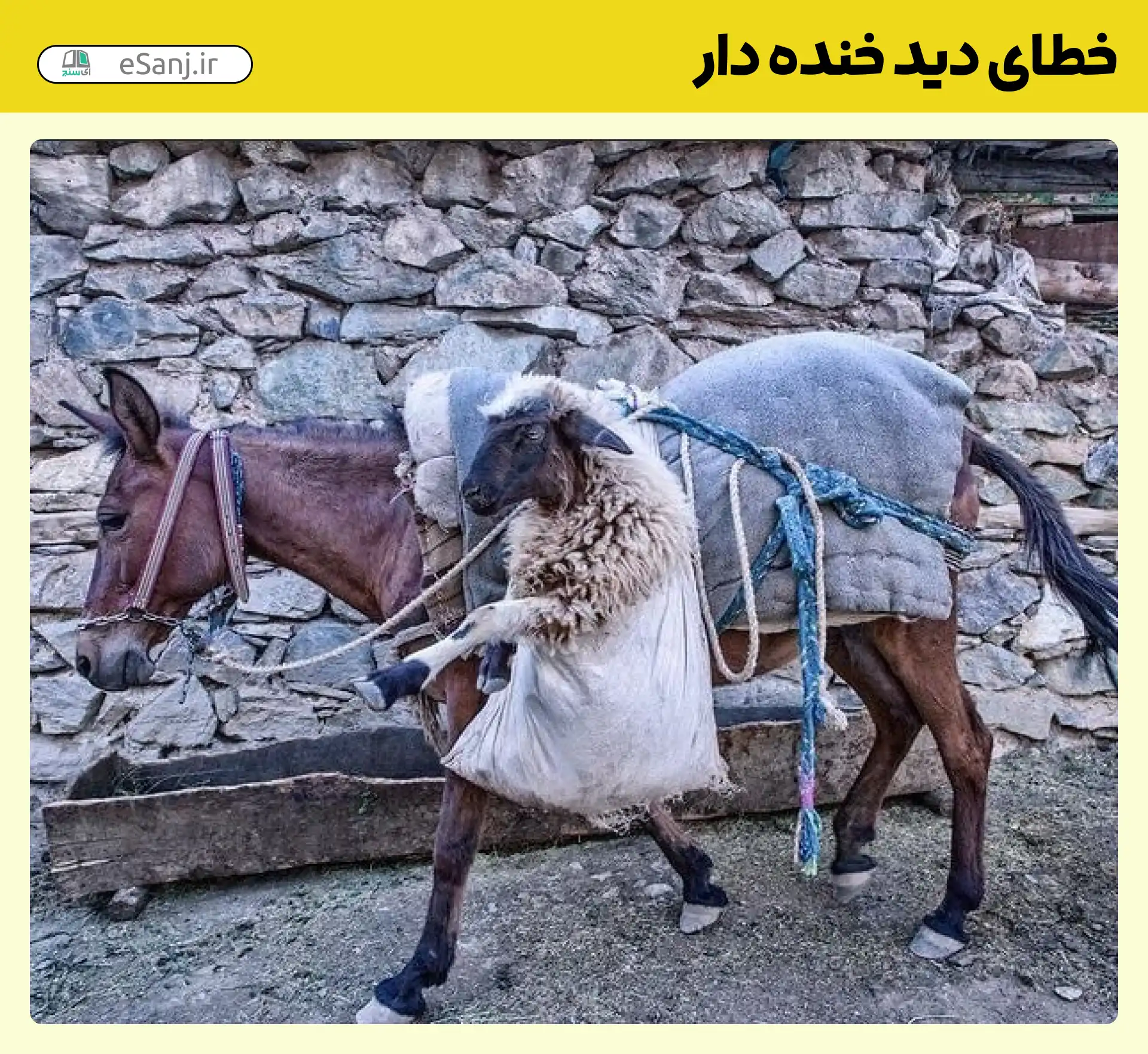 خطای دید خنده دار گوسفند