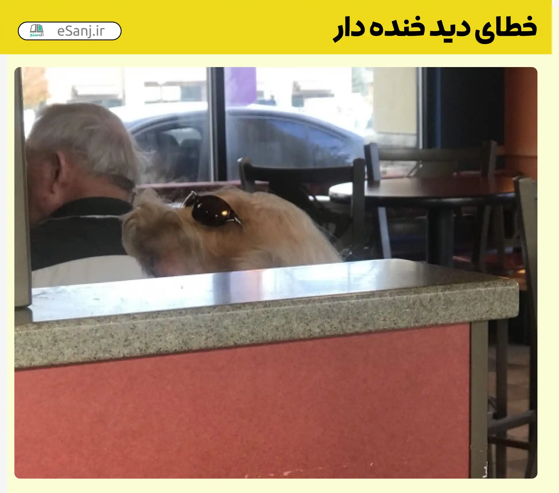 خطای دید خنده دار سگ عینک دار در رستوران