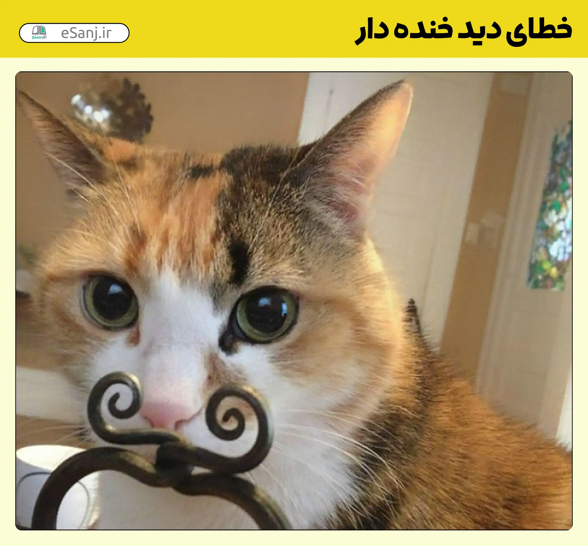 خطای دید خنده دار گربه سبیل دار