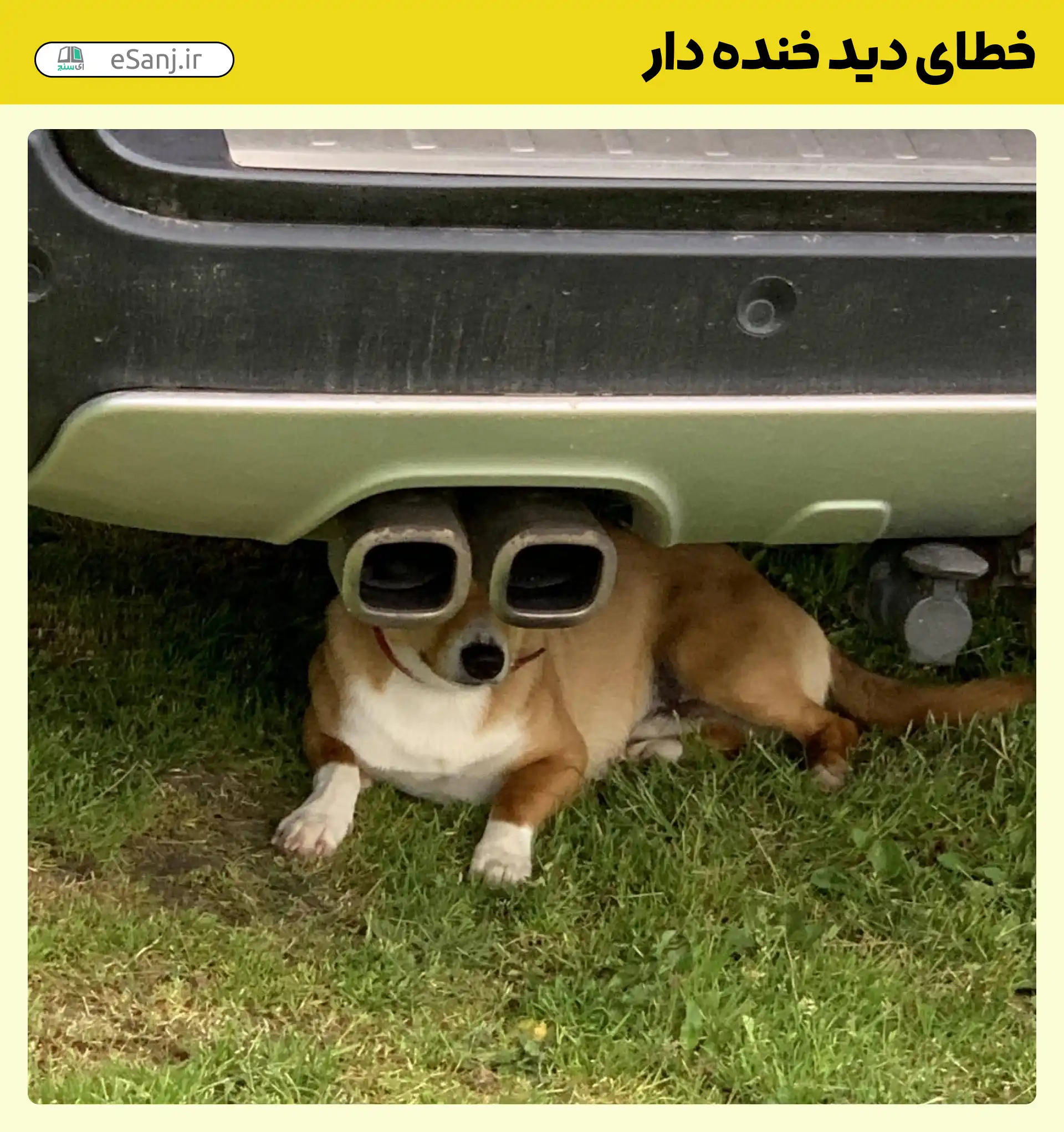 خطای دید خنده دار چشمان سگ