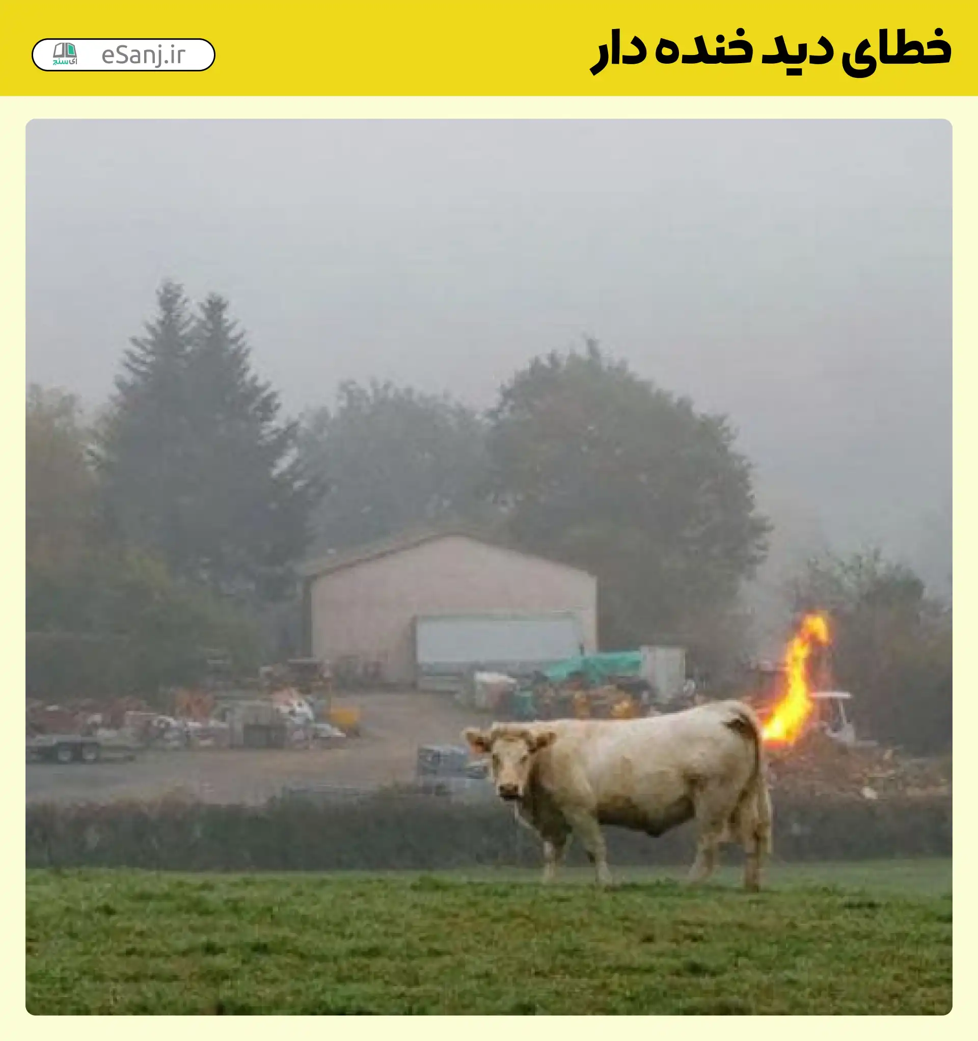 خطای دید خنده دار آتش از درون گاو