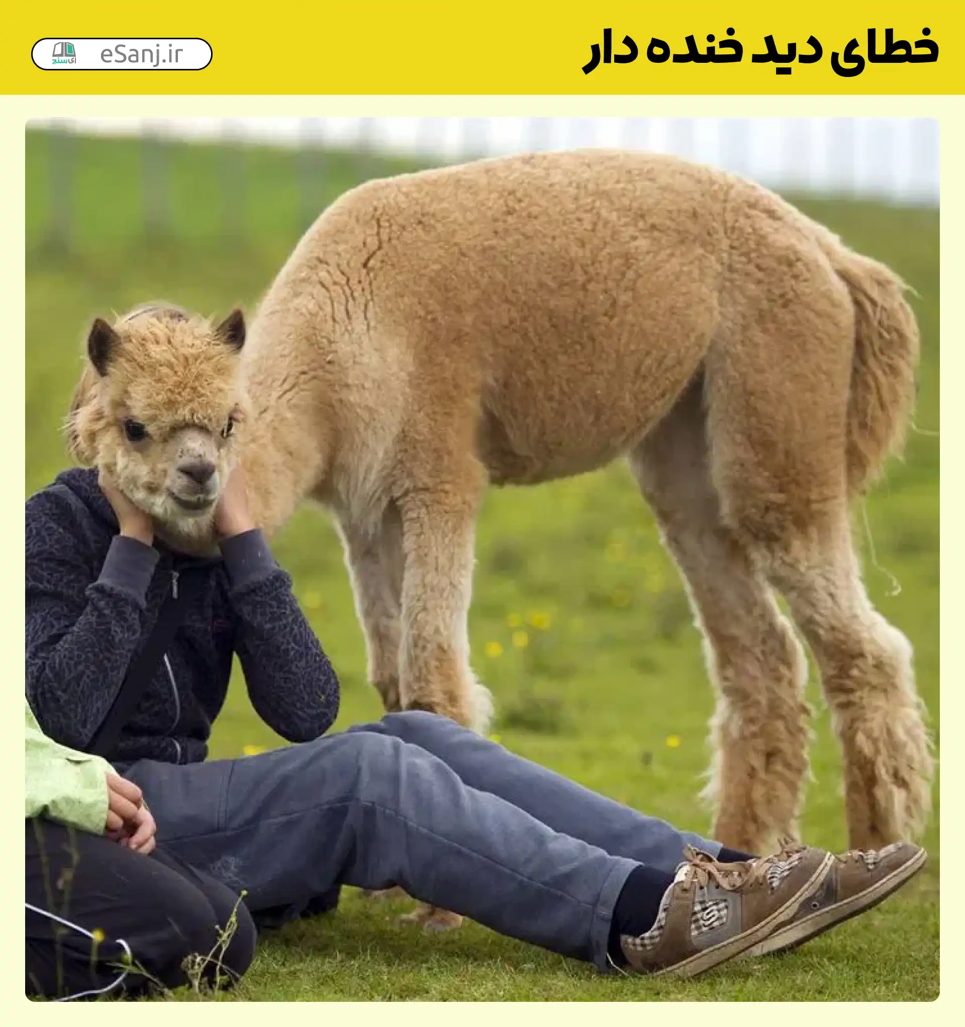 خطای دید خنده دار سر شتر