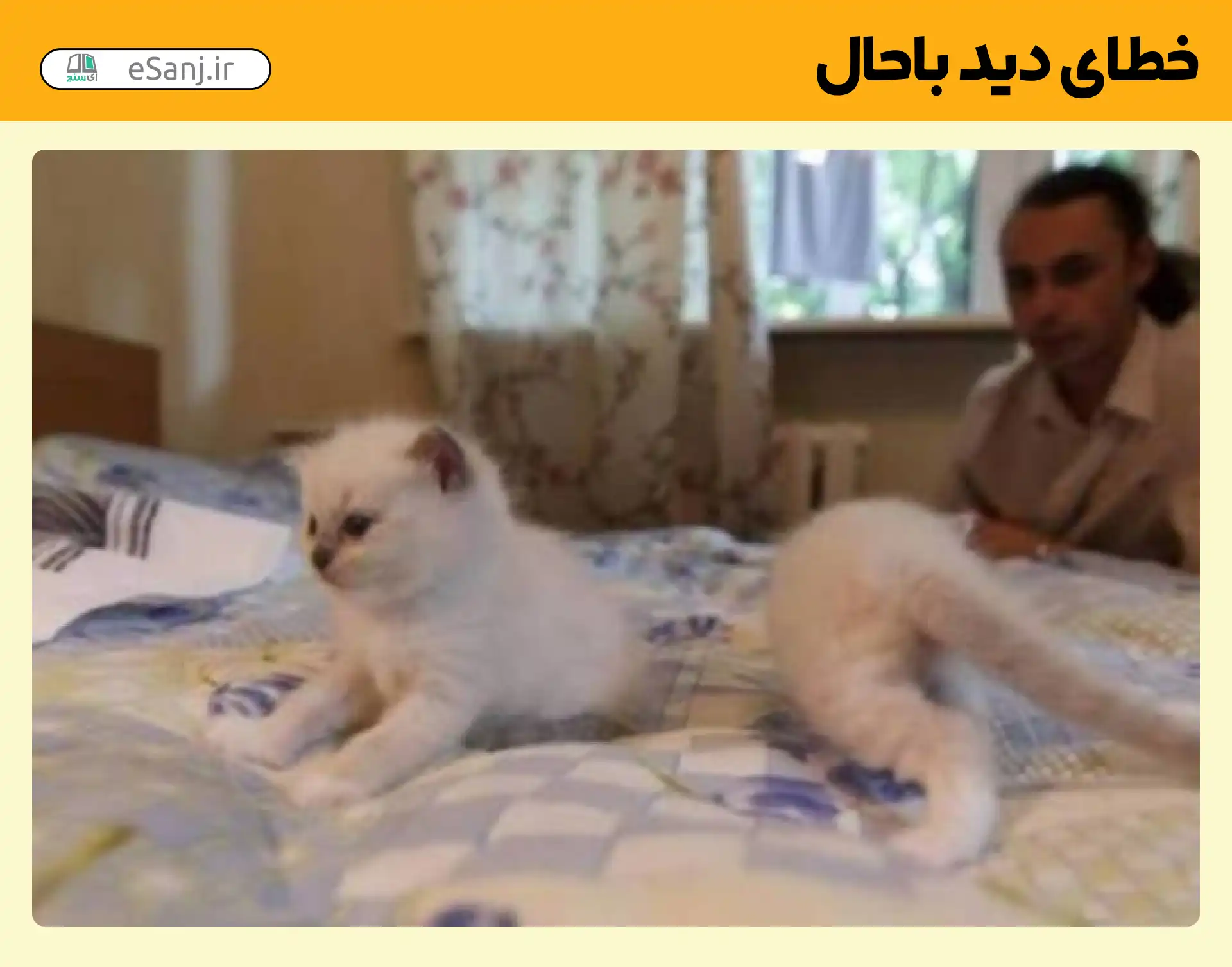 خطای دید باحال گربه نصف شده