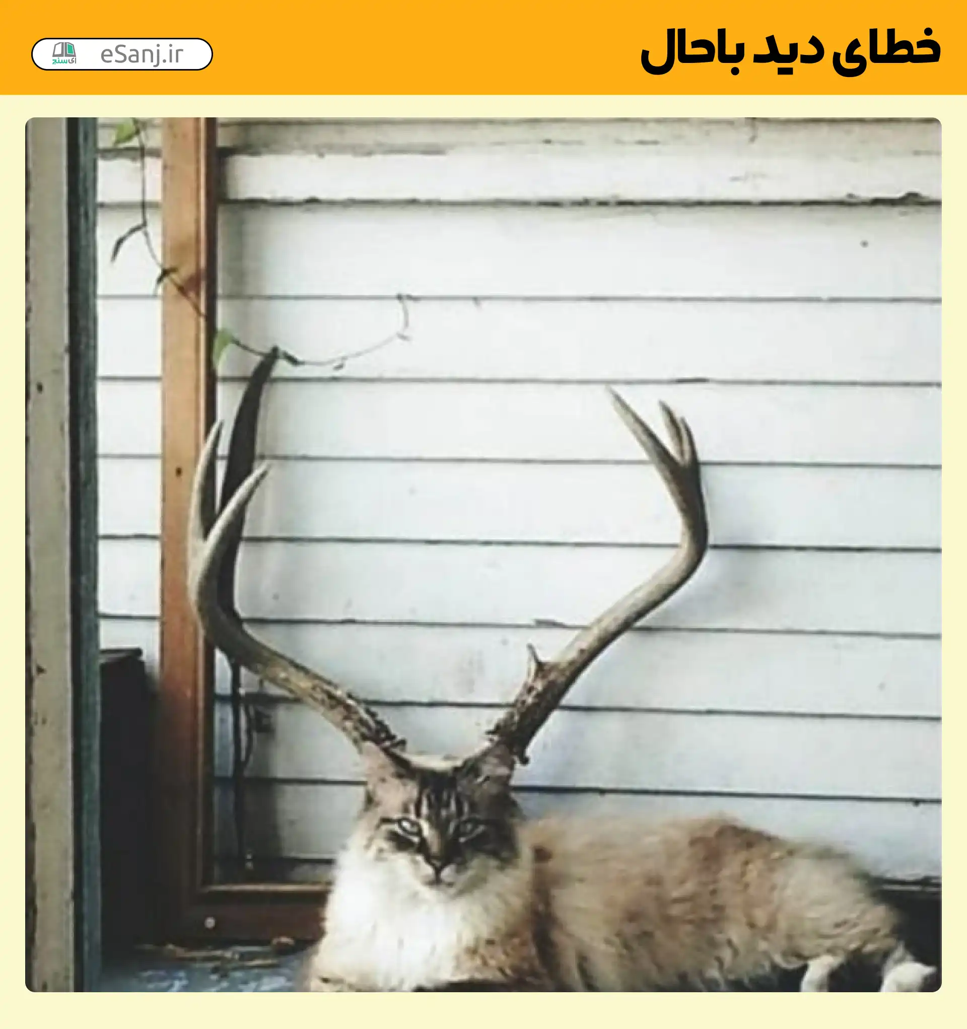 خطای دید باحال گربه شاخدار