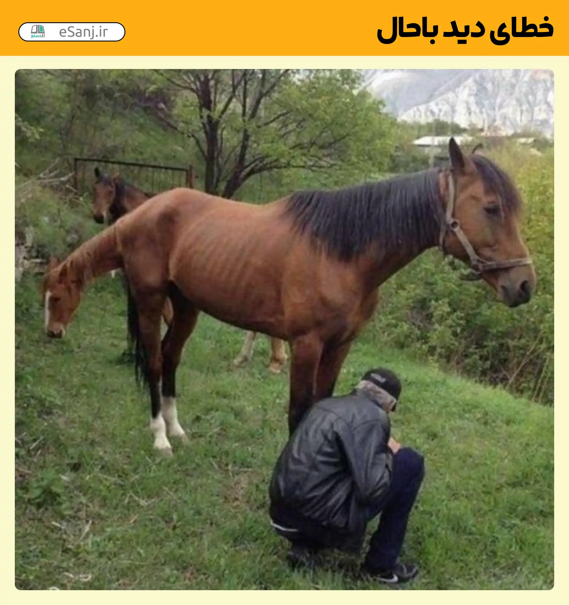 خطای دید باحال اسب دو سر
