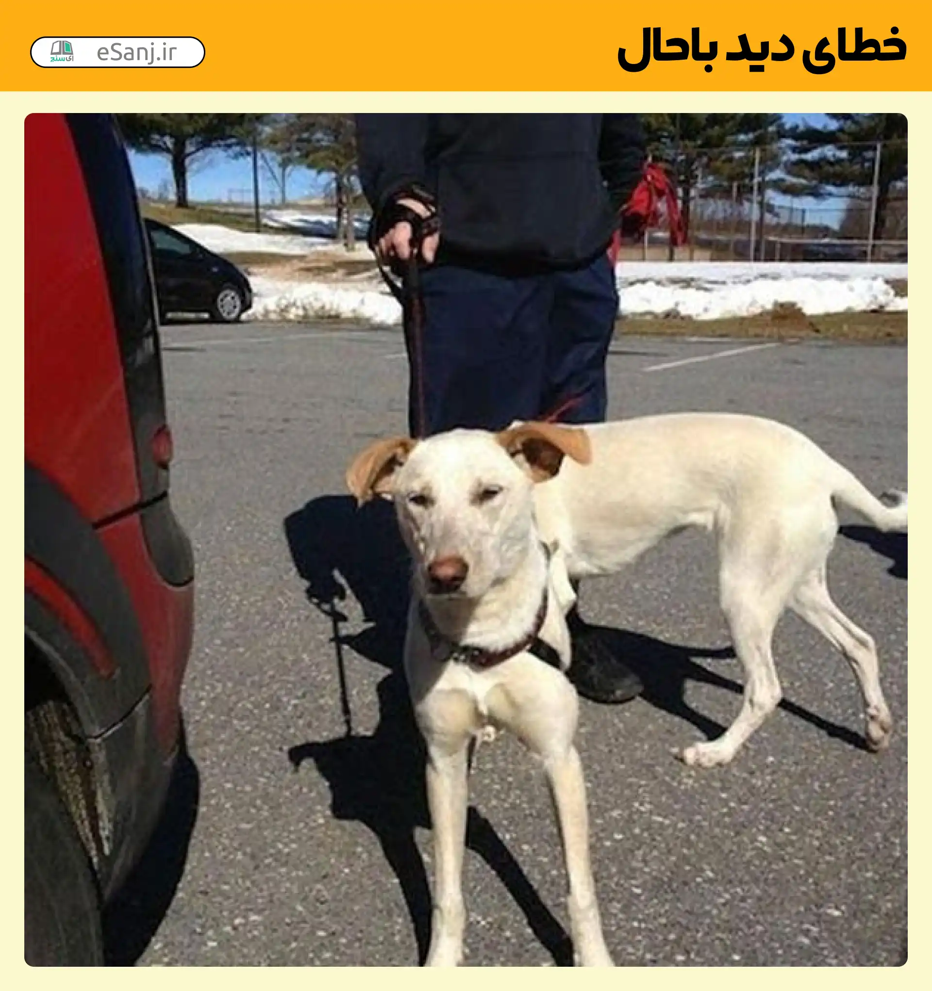 خطای دید باحال سر سگ