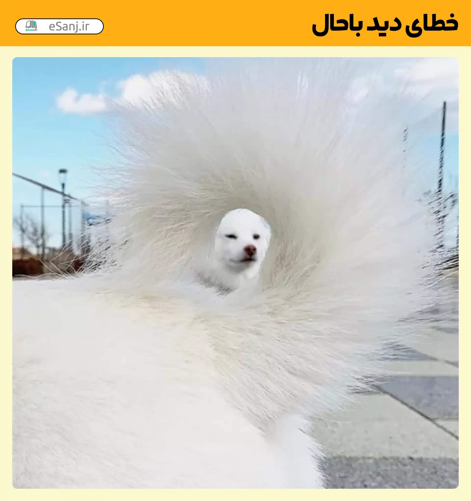 خطای دید باحال دم و صورت سگ