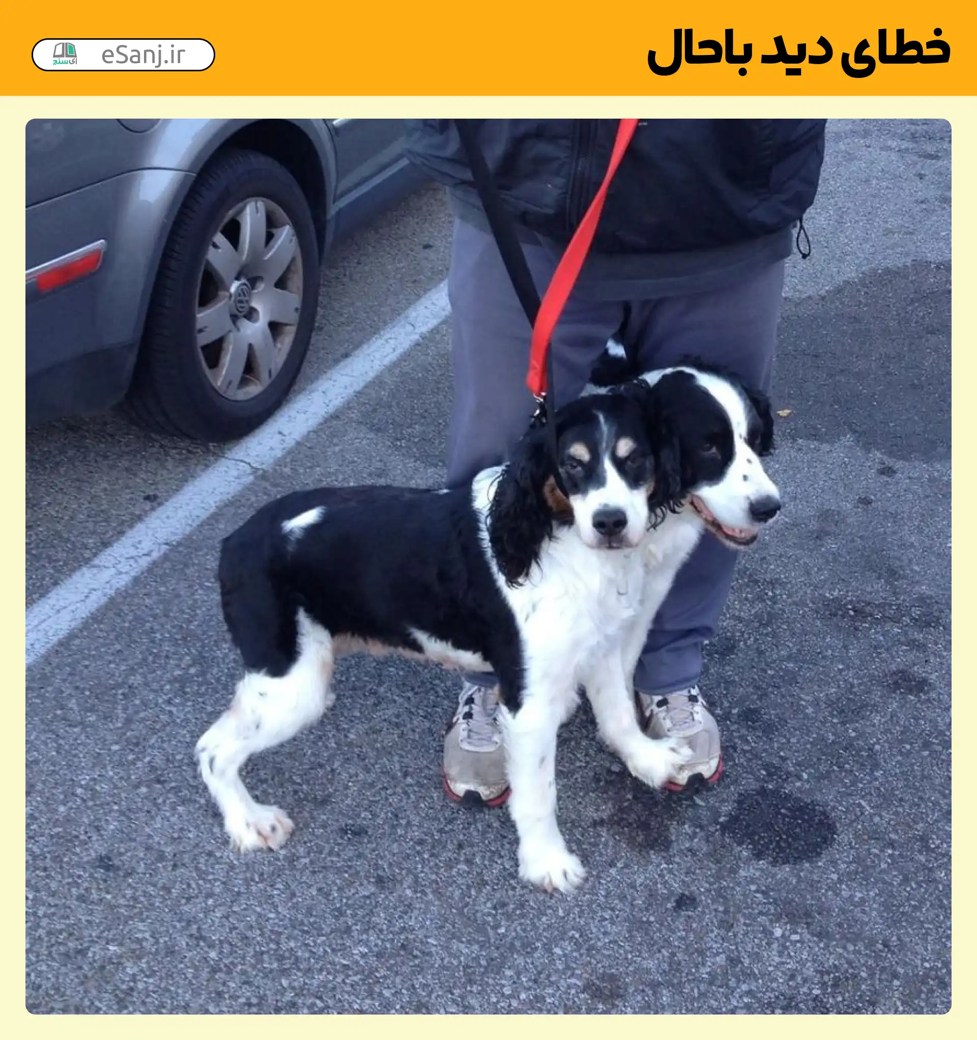 خطای دید باحال سگ دو سر