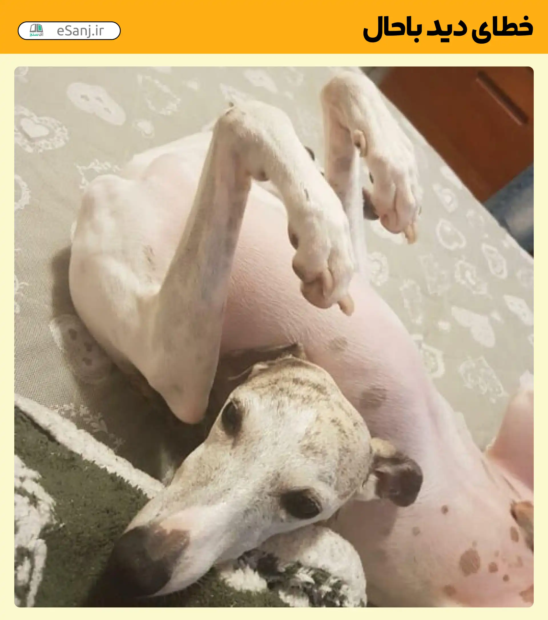 خطای دید باحال سر گمشده