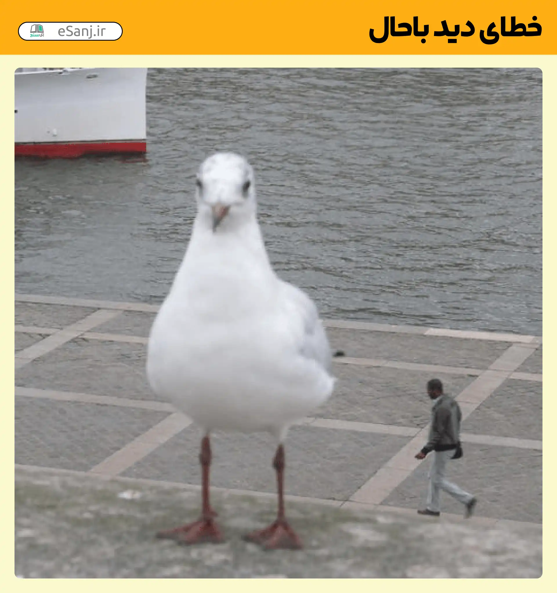 خطای دید باحال پرنده غول پیکر