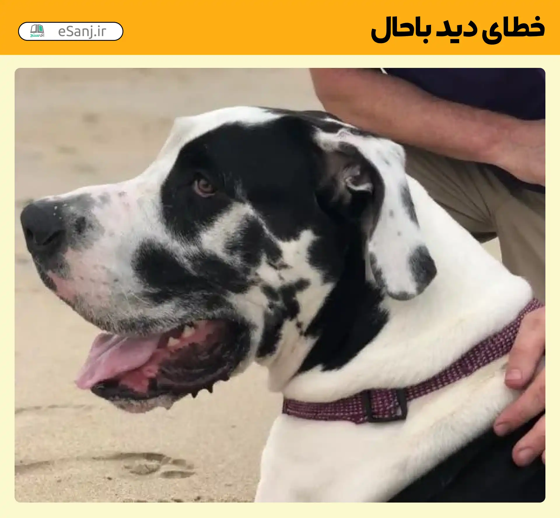 خطای دید باحال سگ سه چشم