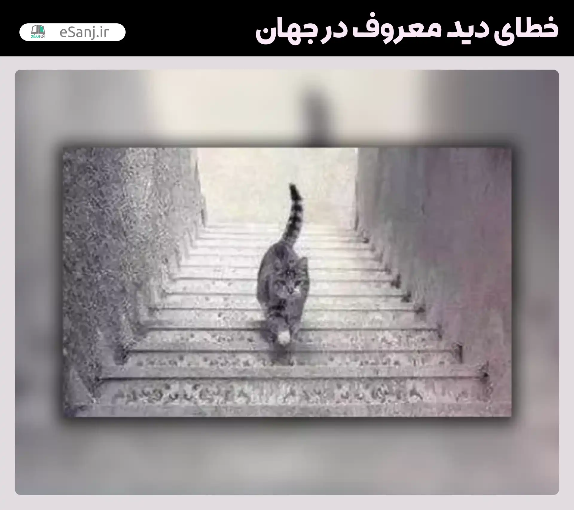 معروف ترین خطاهای دید در جهان حرکت گربه
