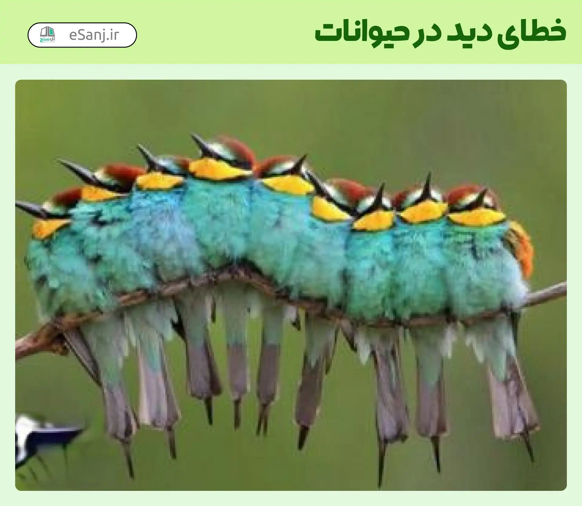 خطای دید در حیوانات پرنده یا کرم ؟