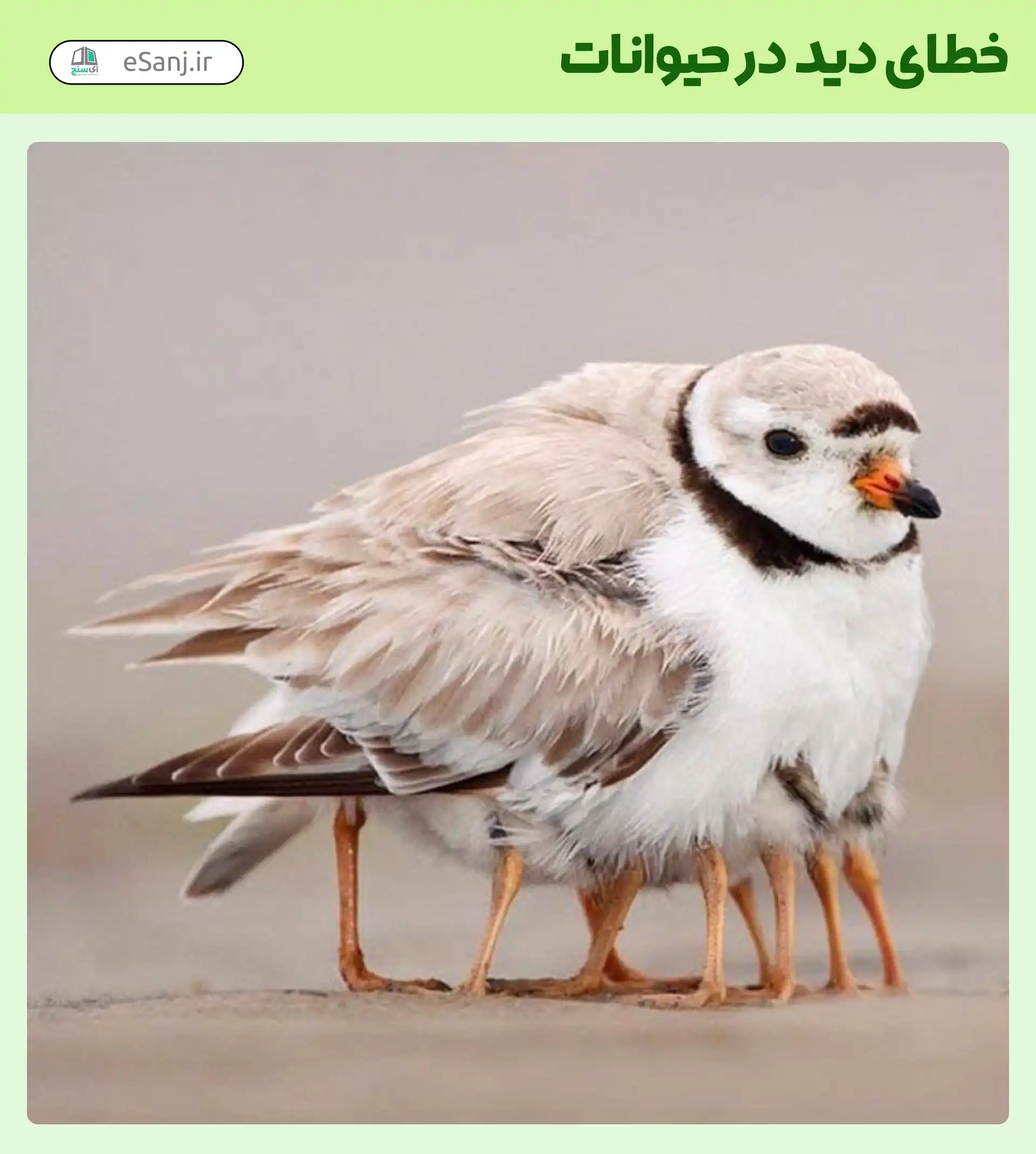 خطای دید در حیوانات پرنده چند پا