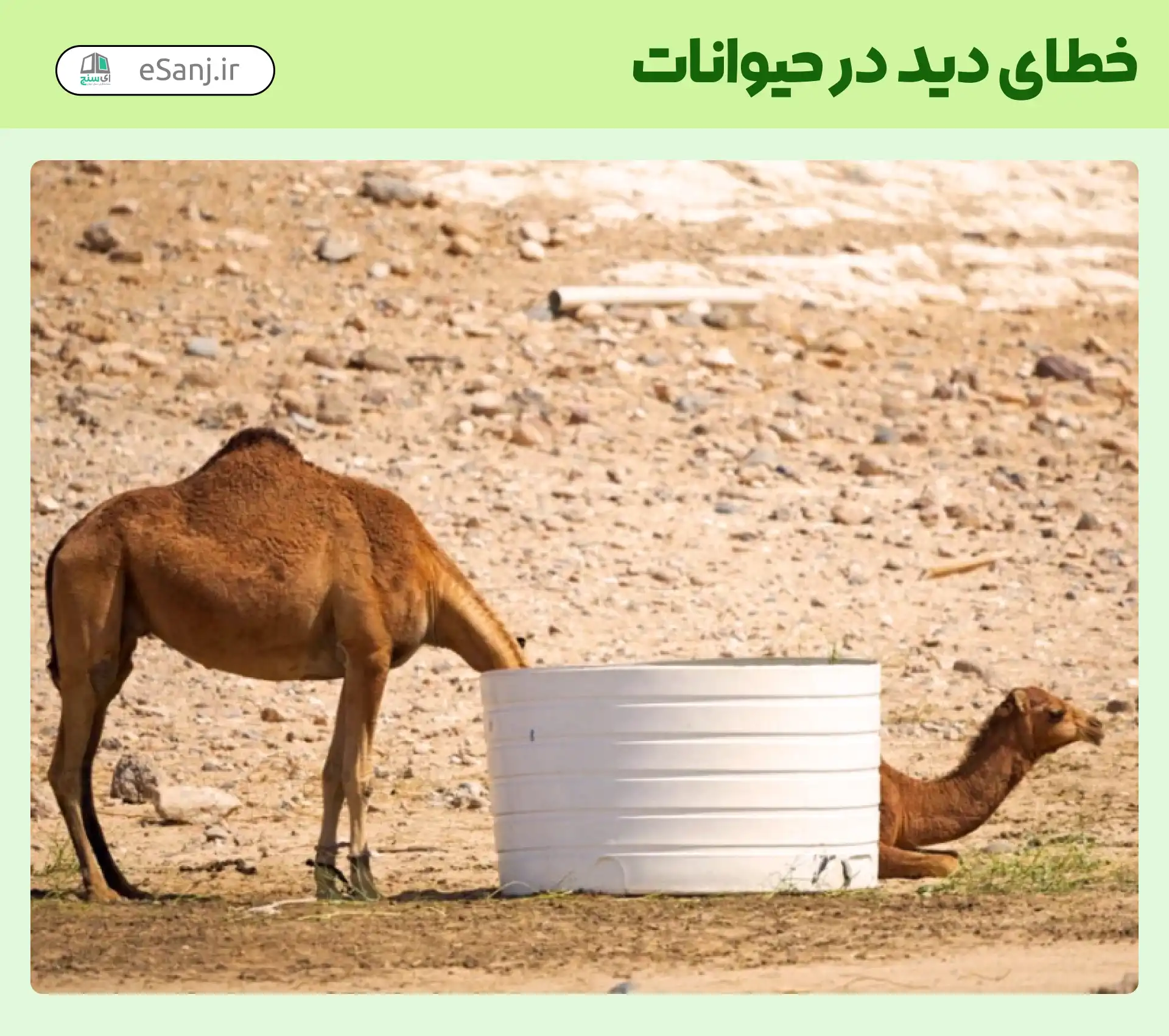 خطای دید در حیوانات شتر کشیده