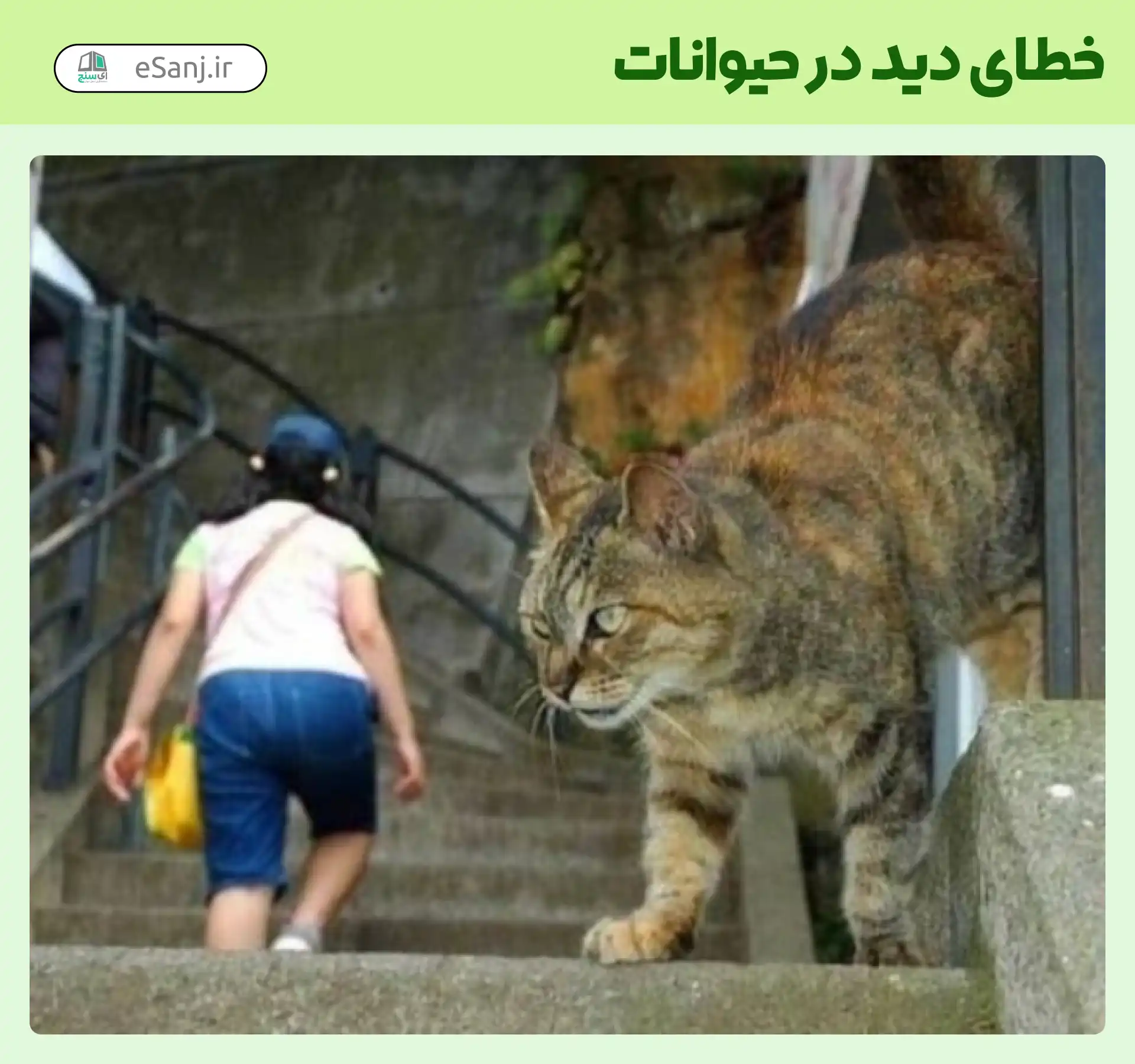 خطای دید در حیوانات گربه غول پیکر