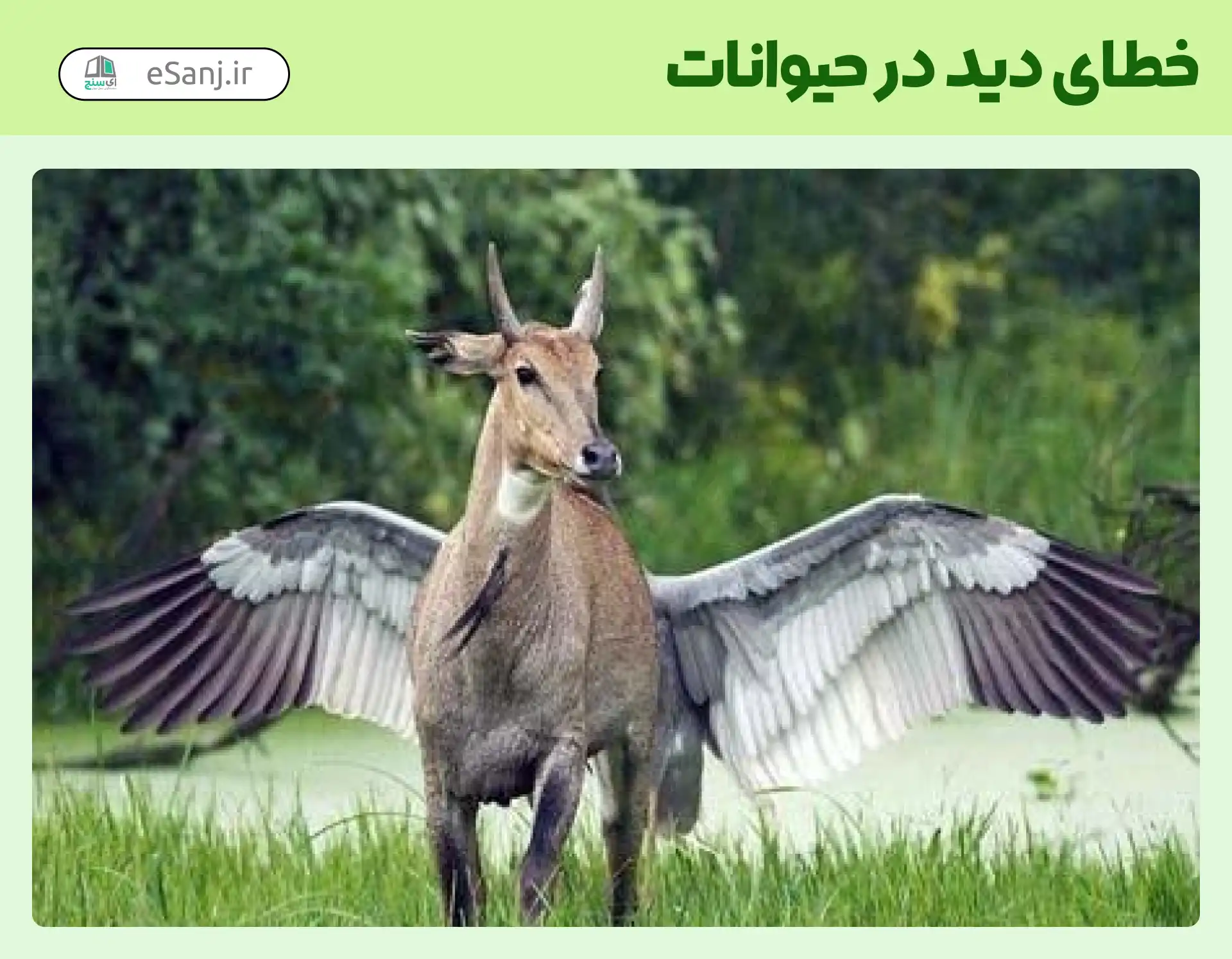 خطای دید در حیوانات آهو یا پرنده؟