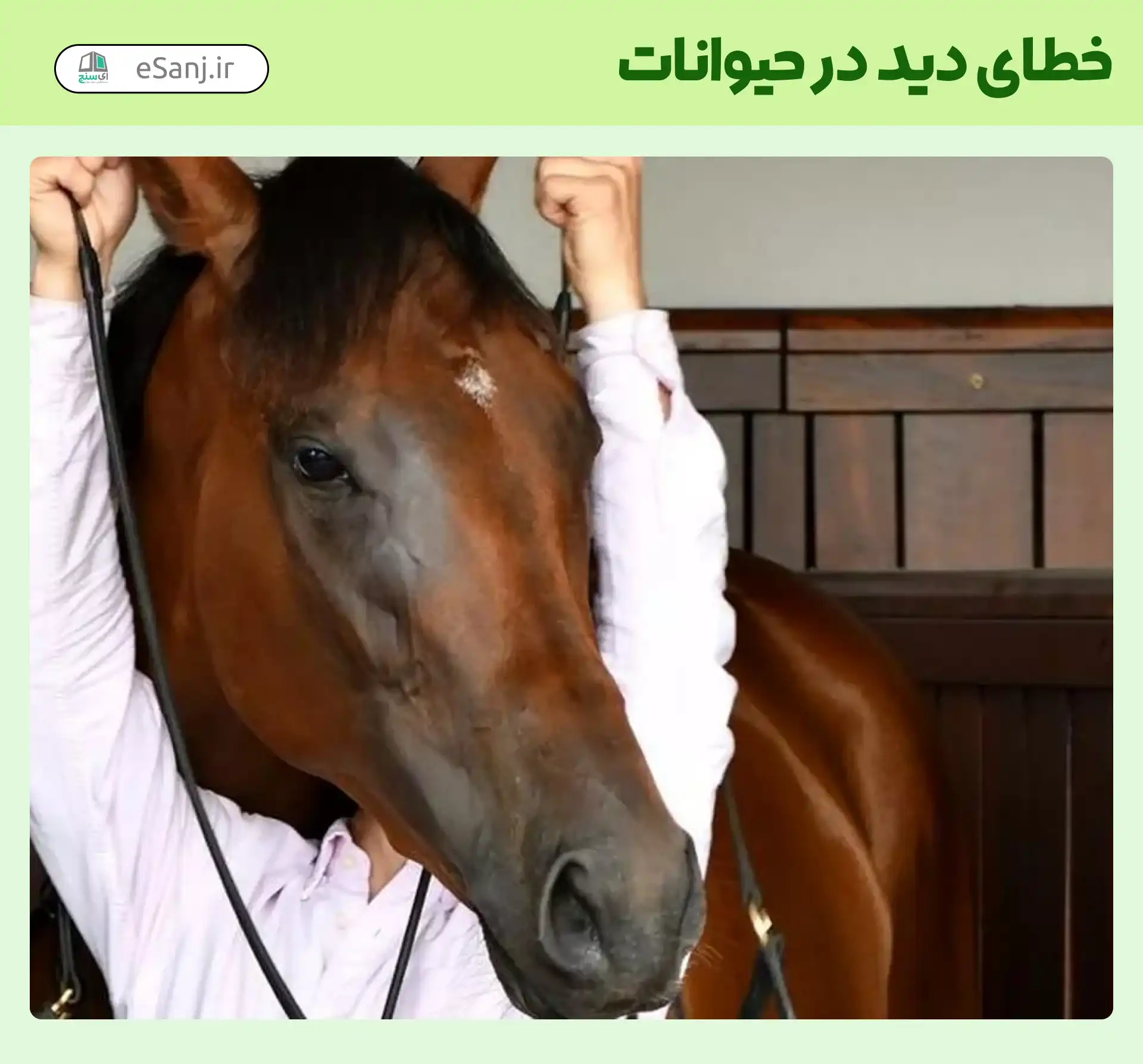 خطای دید در حیوانات چهره اسب به جای انسان