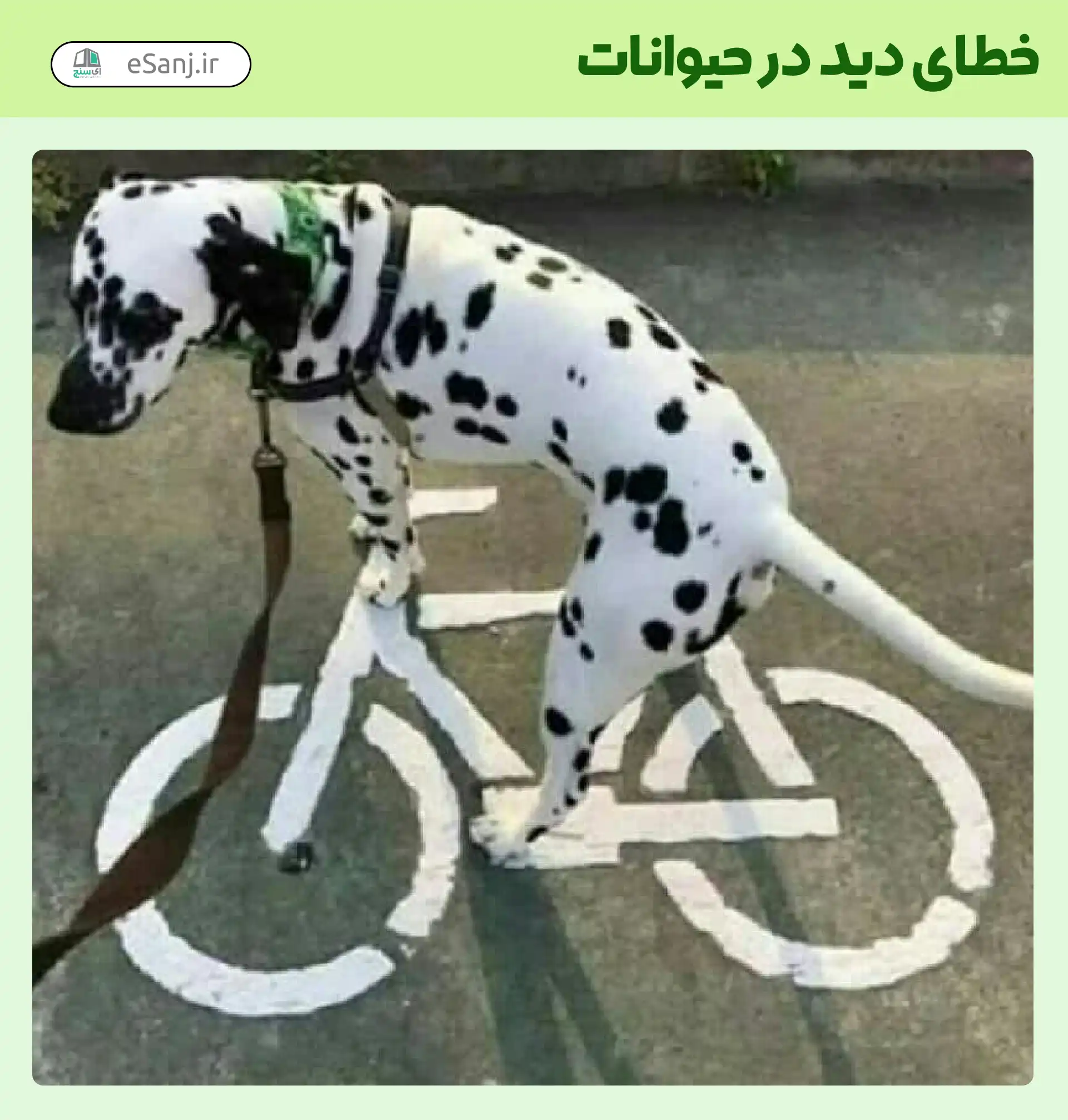 خطای دید در حیوانات سگ دوچرخه سوار