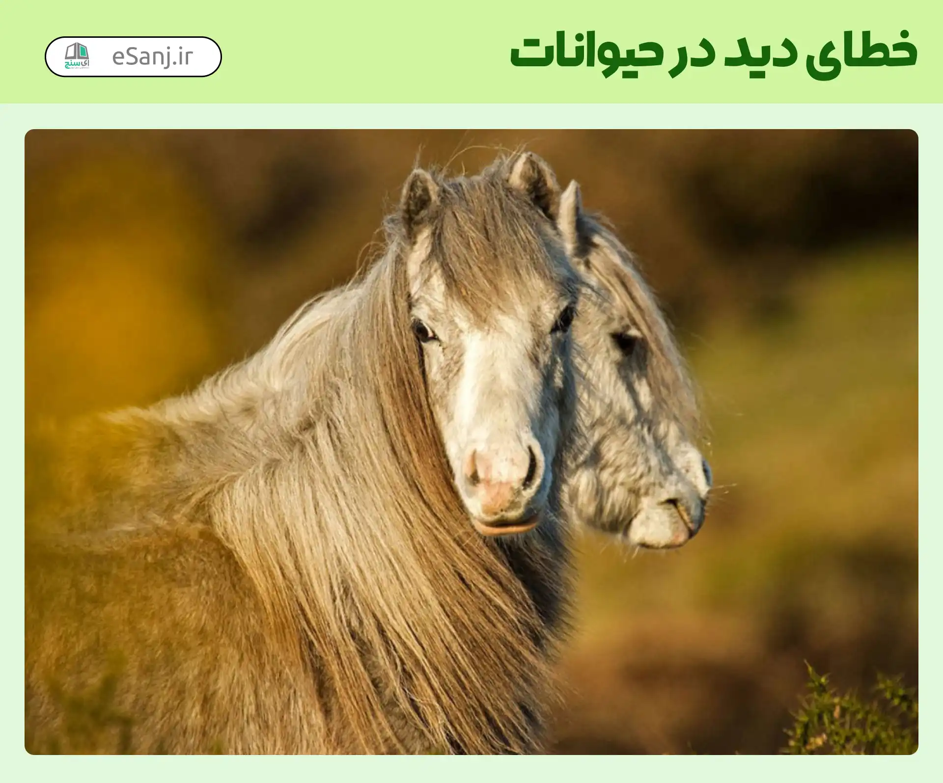 خطای دید در حیوانات اسب دو سر