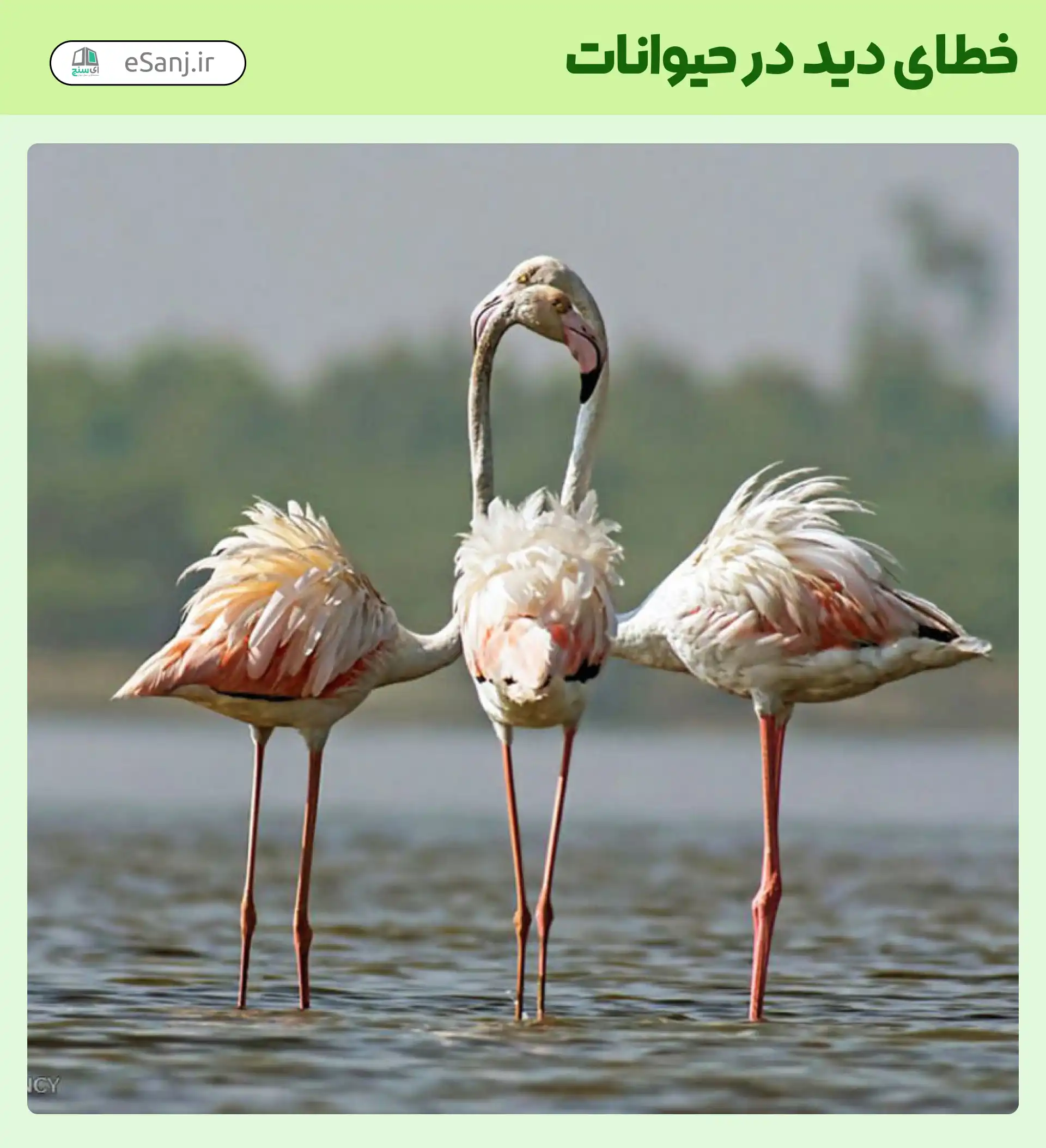 خطای دید در حیوانات فلامینگو دوسر