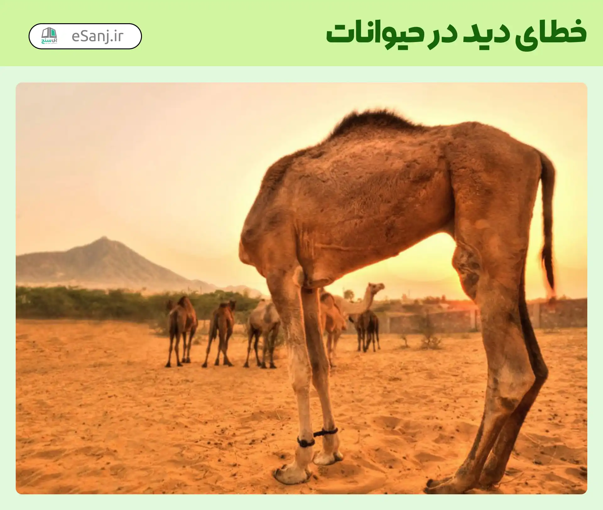 خطای دید در حیوانات شتر بی سر