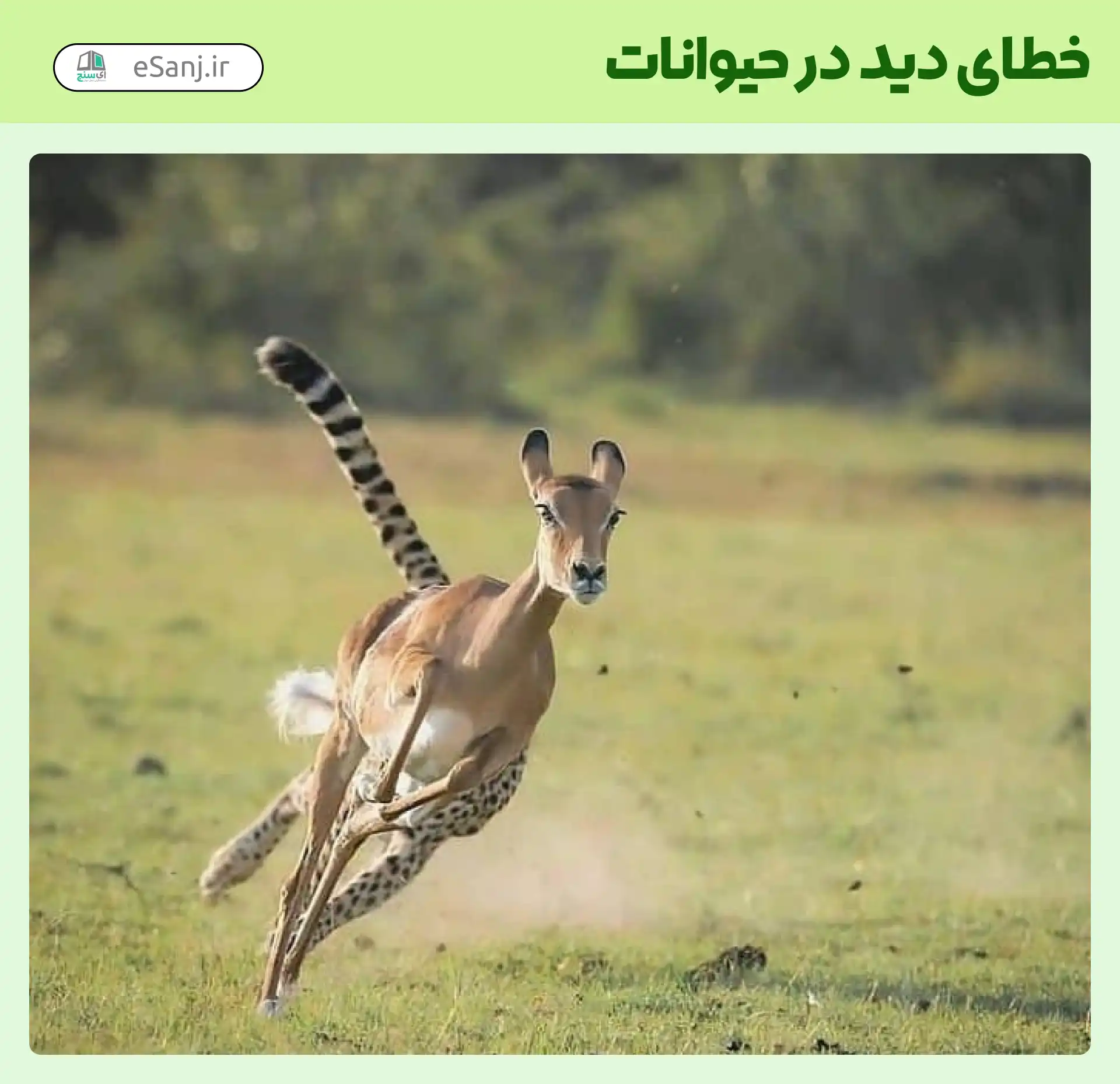 خطای دید در حیوانات آهو یا یوزپلنگ