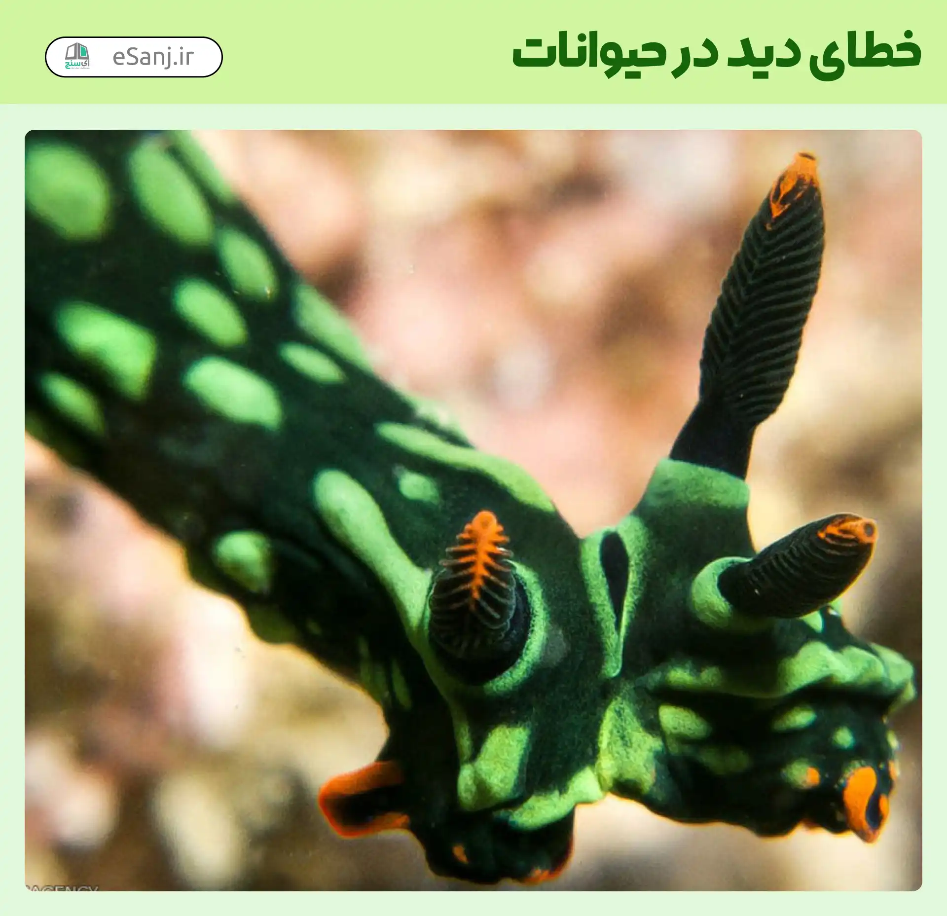 خطای دید در حیوانات زرافه
