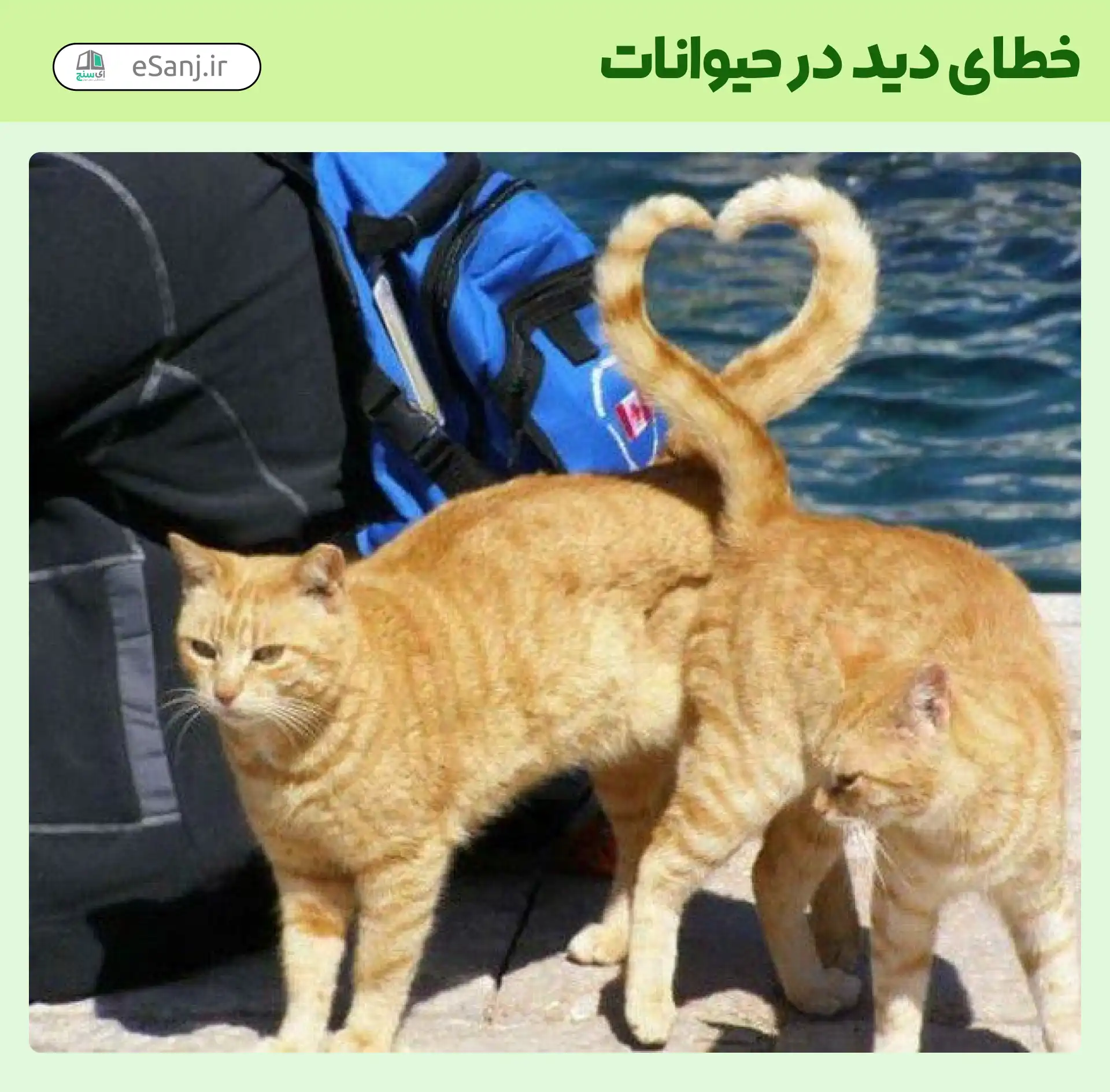 خطای دید در حیوانات قلب با دم گربه