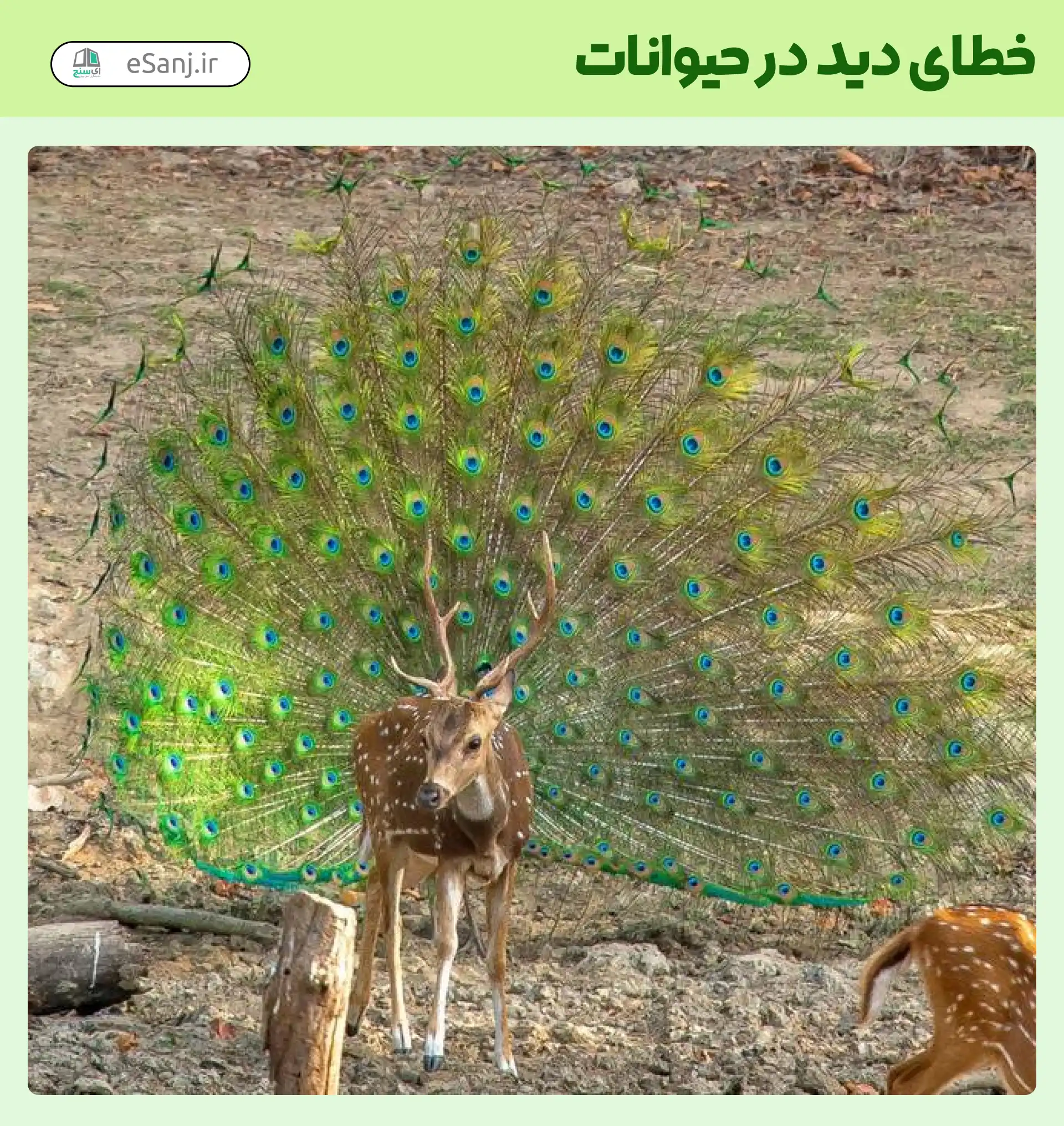 خطای دید در حیوانات گوزن یا طاووس؟