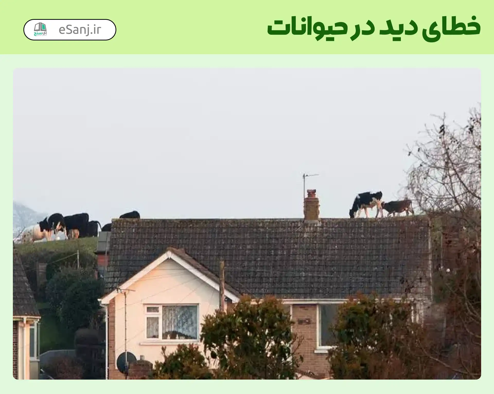 خطای دید در حیوانات گاو بر پشت بام