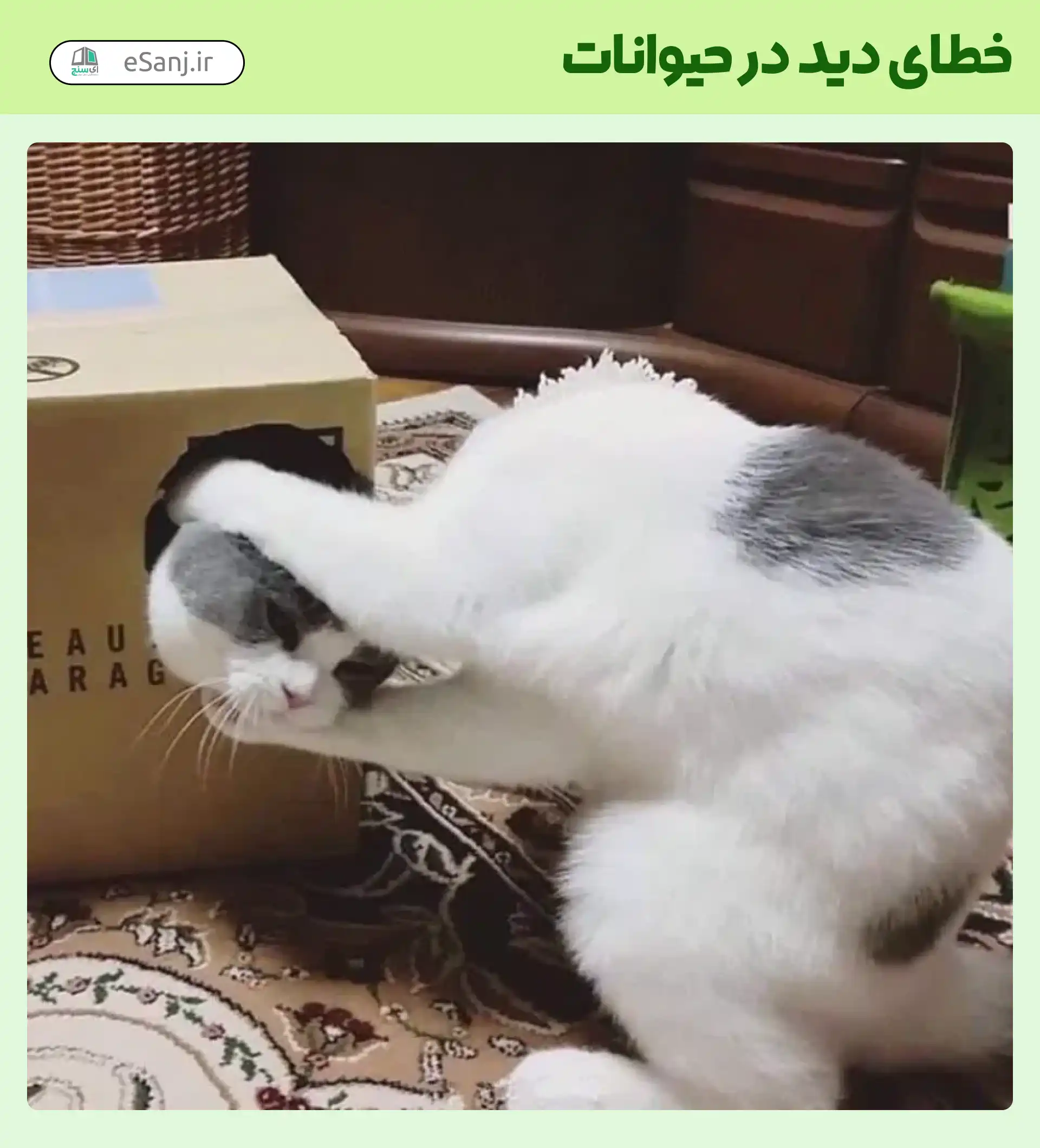 خطای دید در حیوانات گربه بی سر
