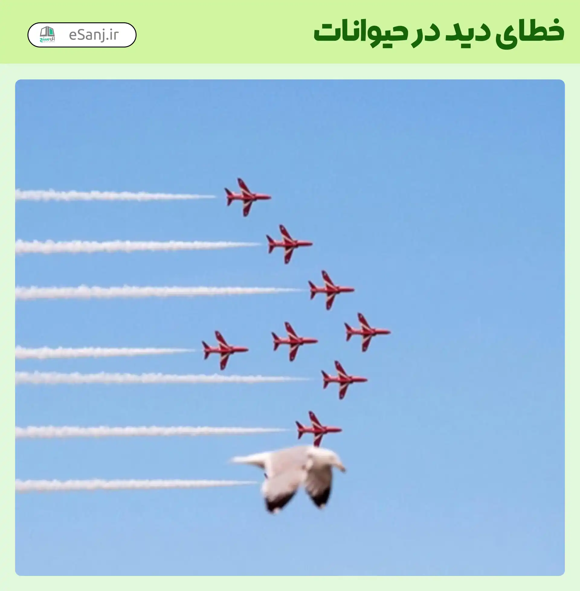 خطای دید در حیوانات پرنده هواپیما