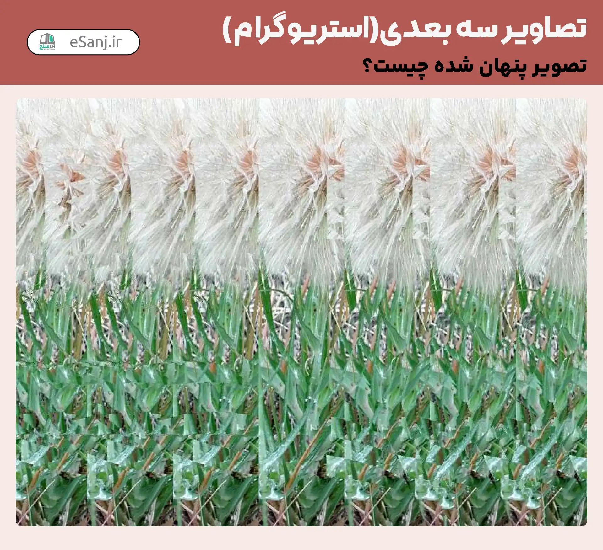 تصاویر سه بعدی ( استریوگرام) شماره 25