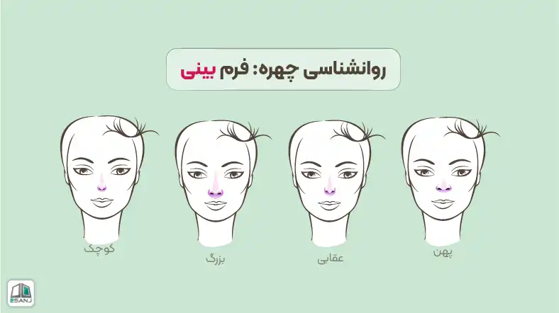 روانشناسی چهره: فرم بینی