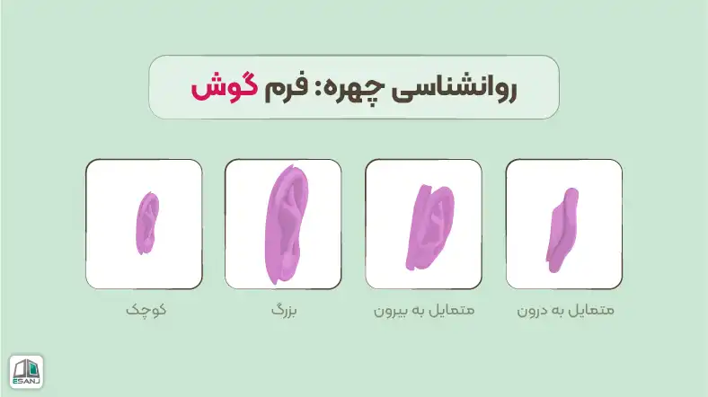روانشناسی چهره:فرم گوش