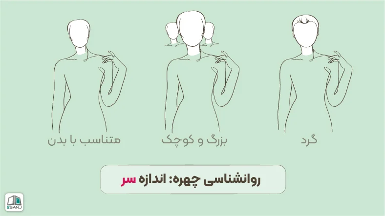 روانشناسی چهره: اندازه سر