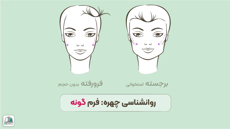 روانشناسی چهره: فرم گونه ها