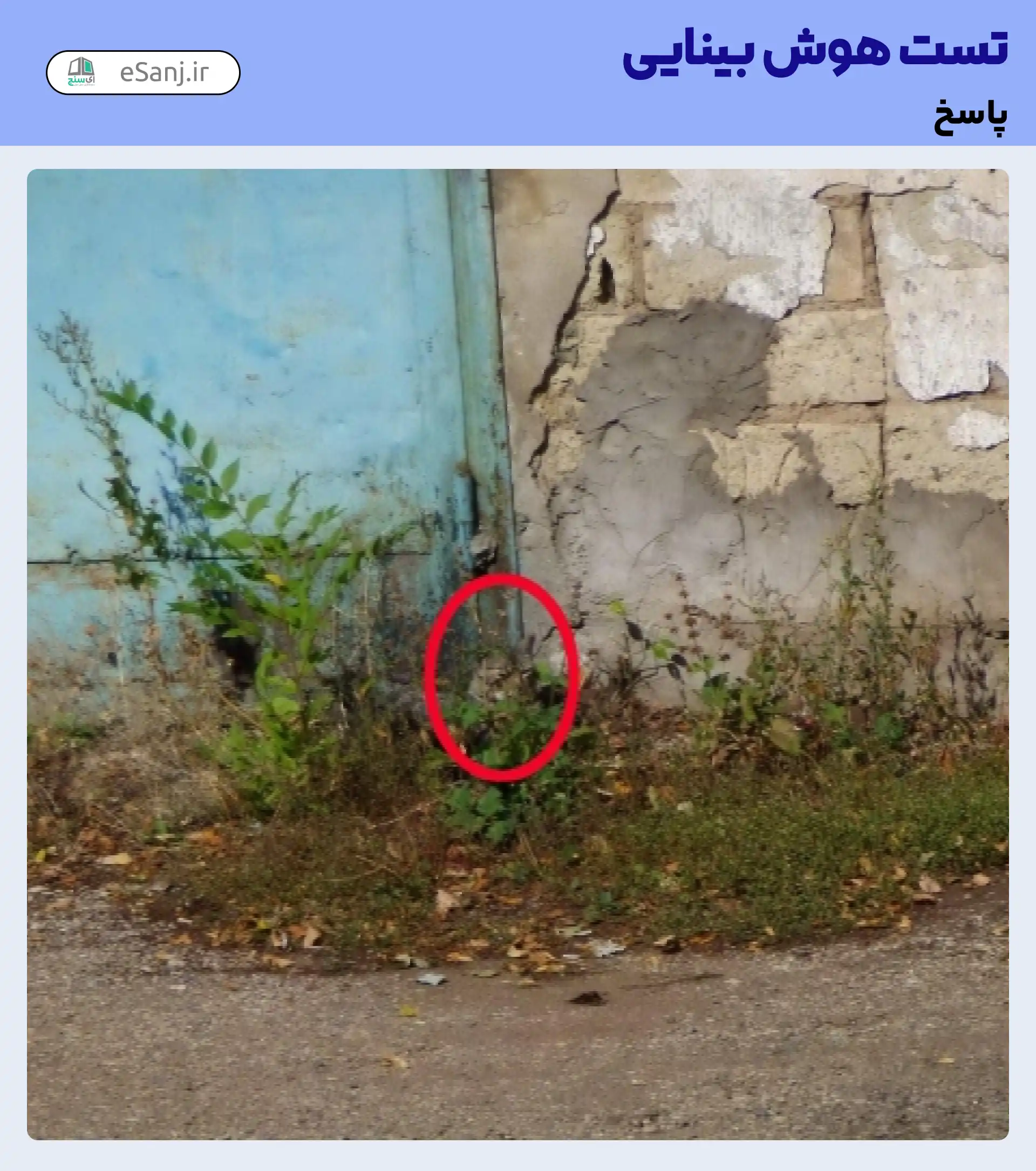 جواب تست هوش بینایی: گربه را در کنار در پیدا کنید.