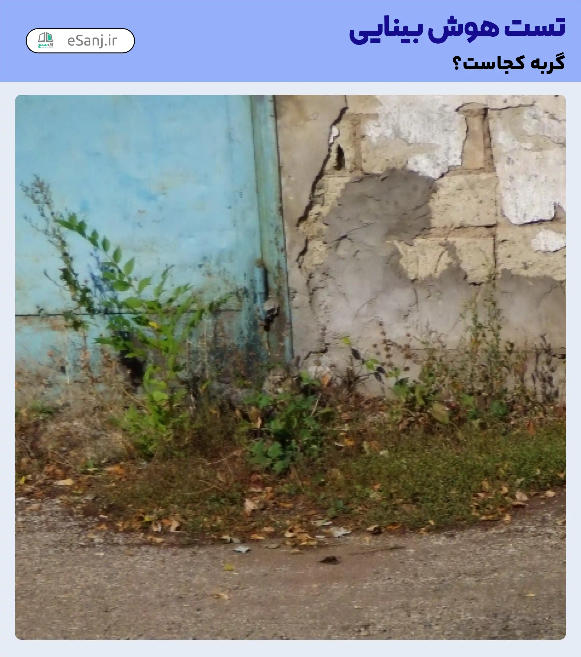تست هوش بینایی: گربه را در کنار در پیدا کنید.